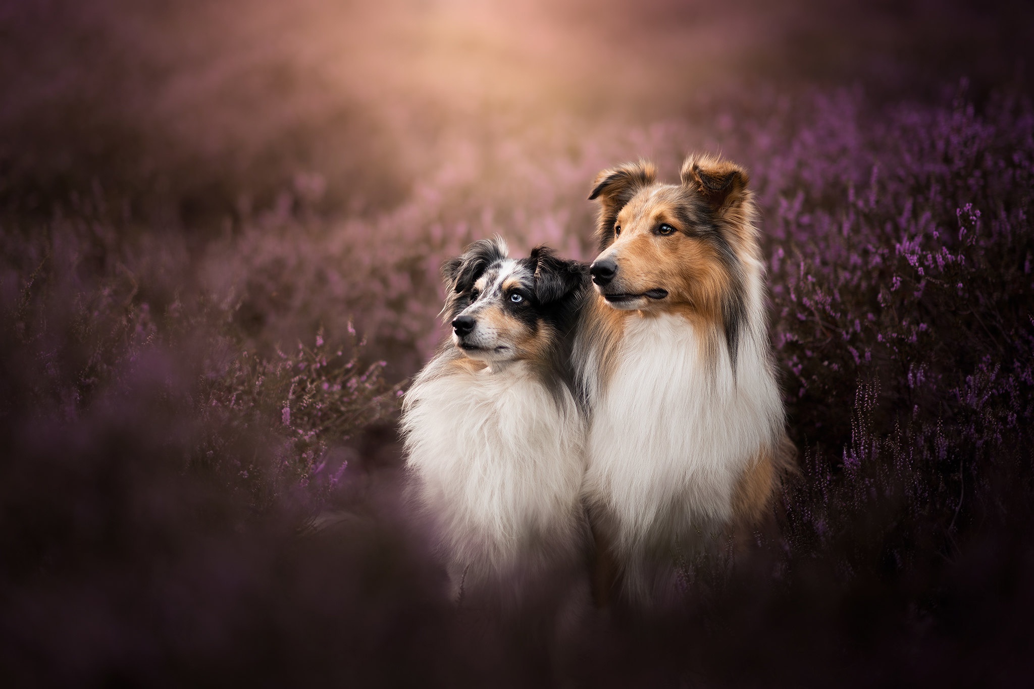 Two dogs sitting in a field of purple flowers HD Wallpaper