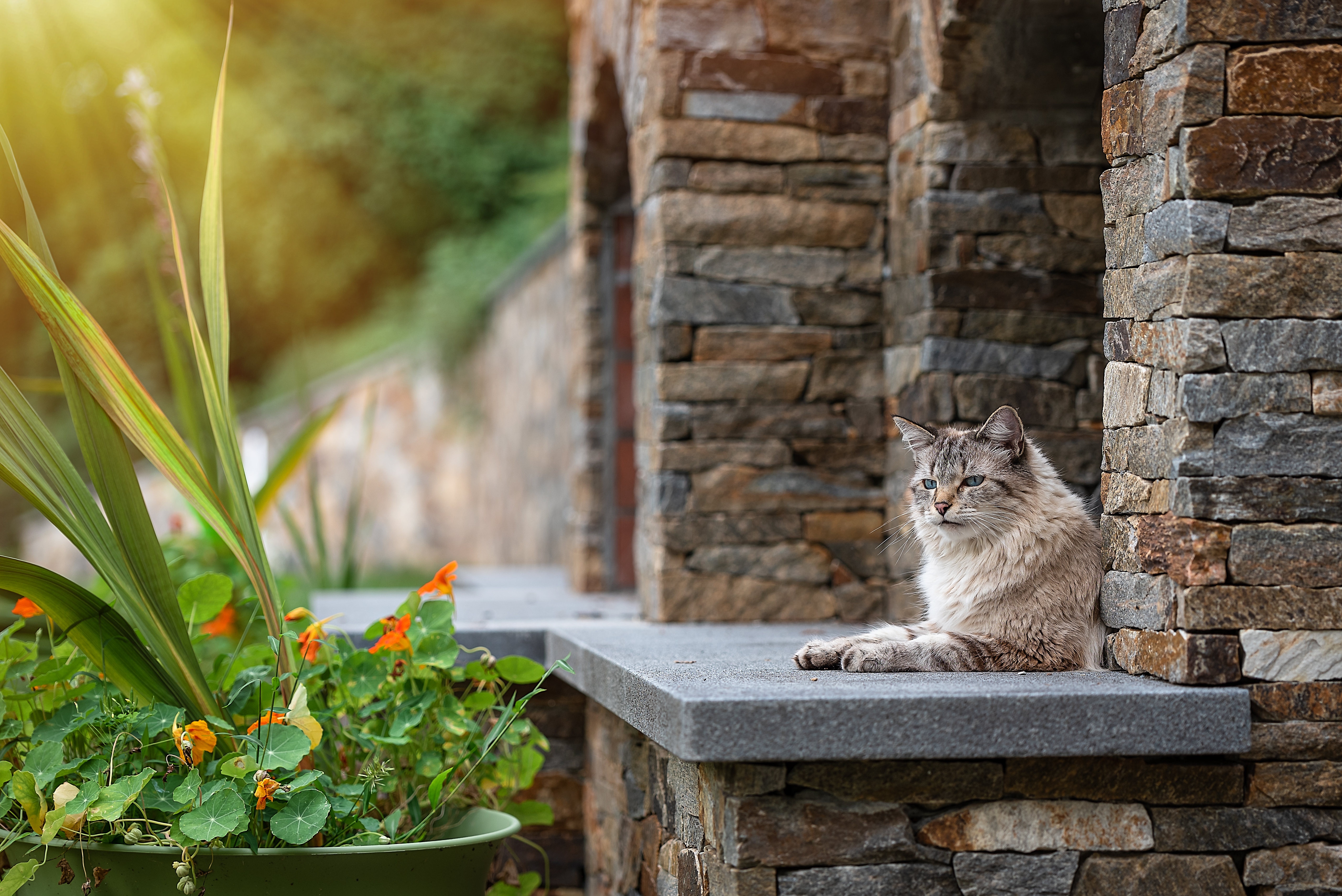 Cat sitting on stone ledge near plants HD Wallpaper