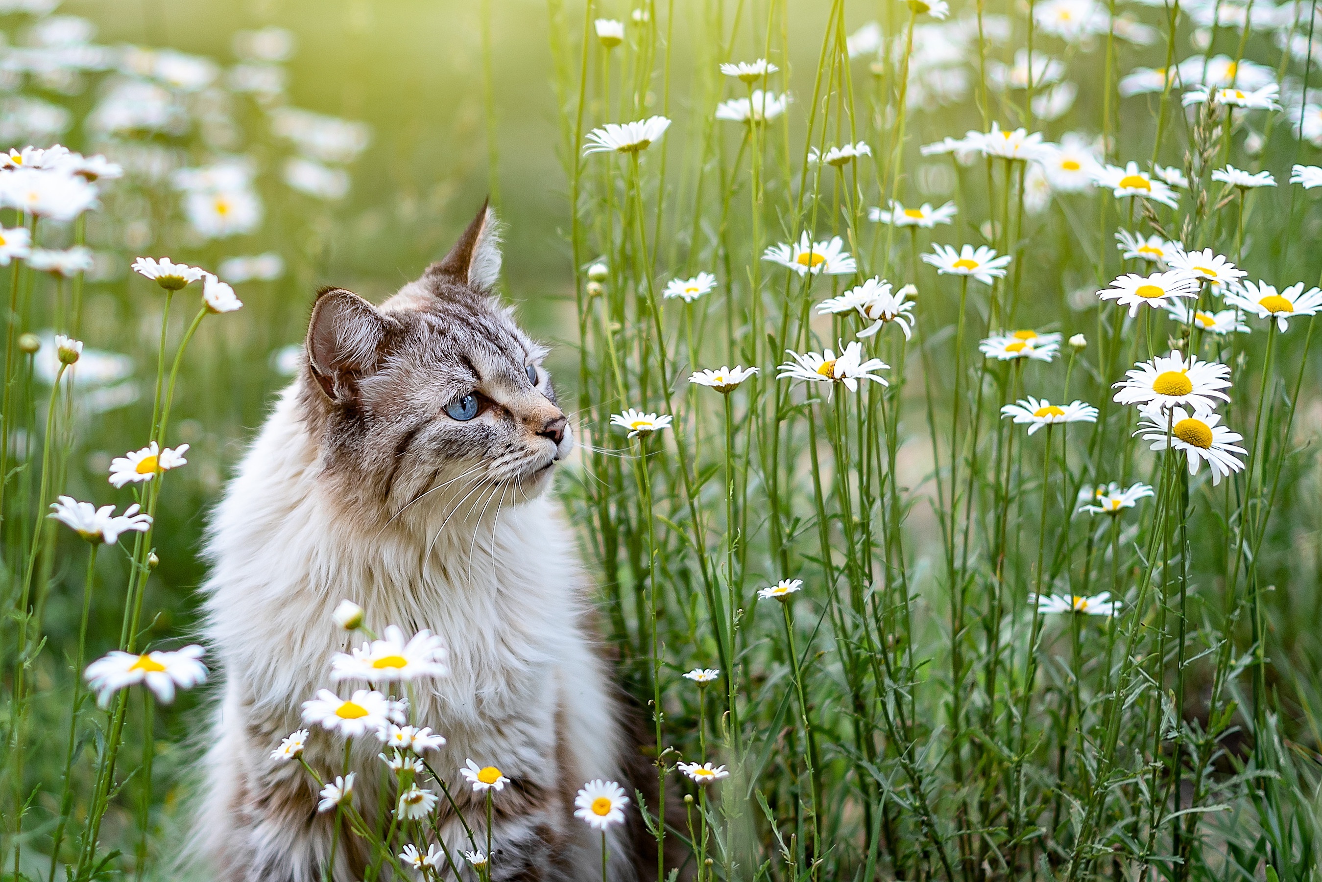 Cat sitting in a field of daisies HD Wallpaper