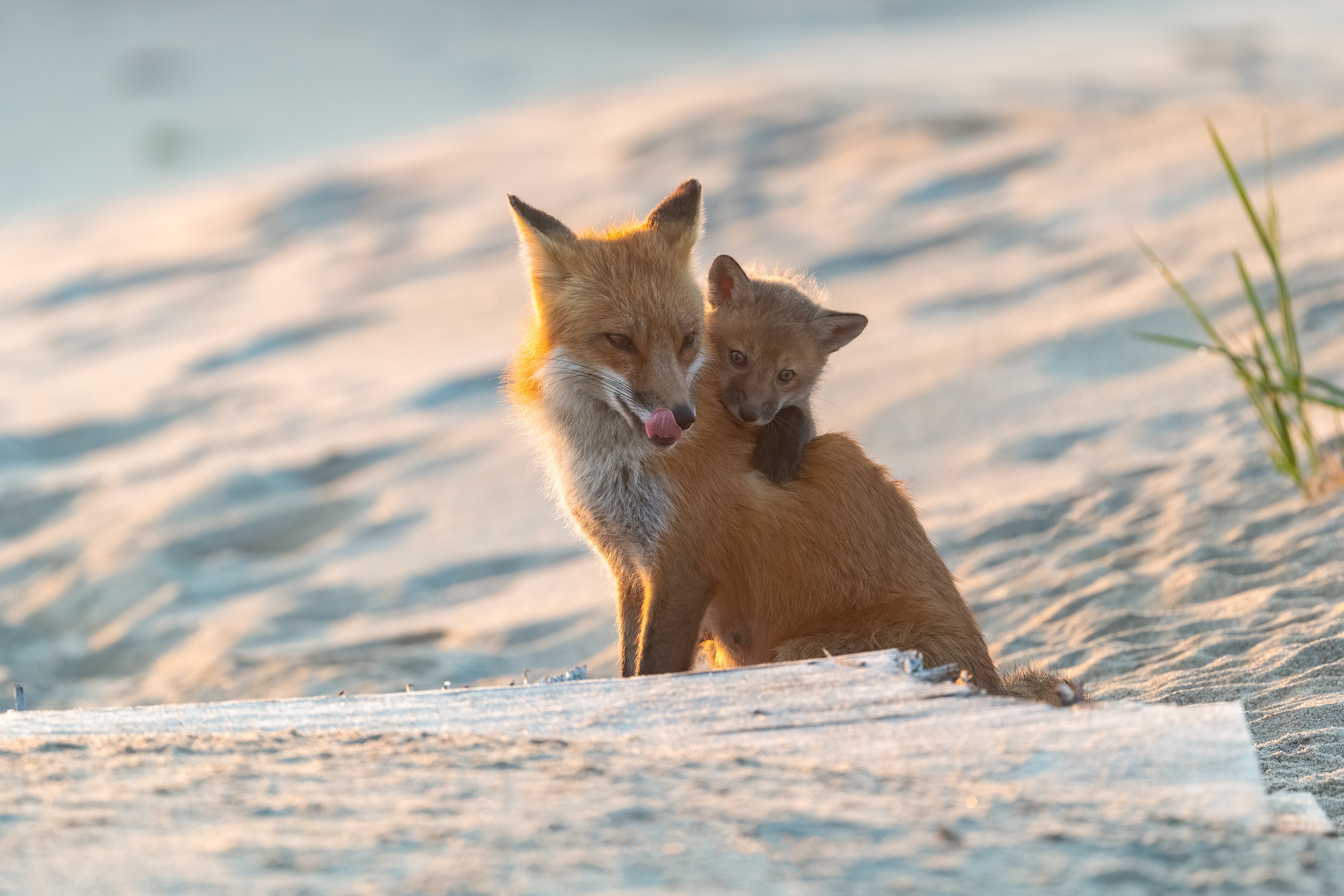 Fox and Baby Fox on Sand HD Wallpaper