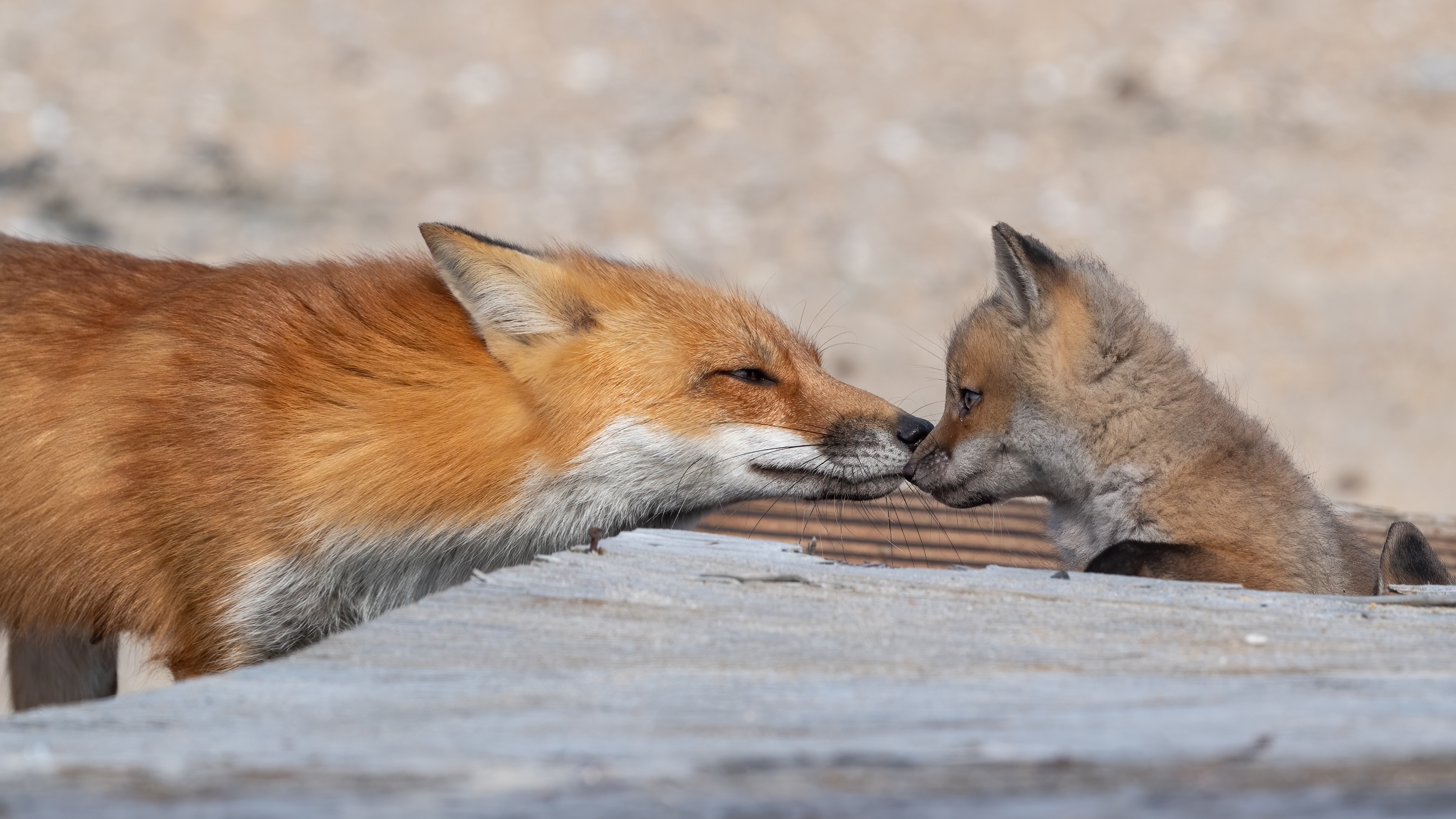 Mother and baby fox touching noses HD Wallpaper