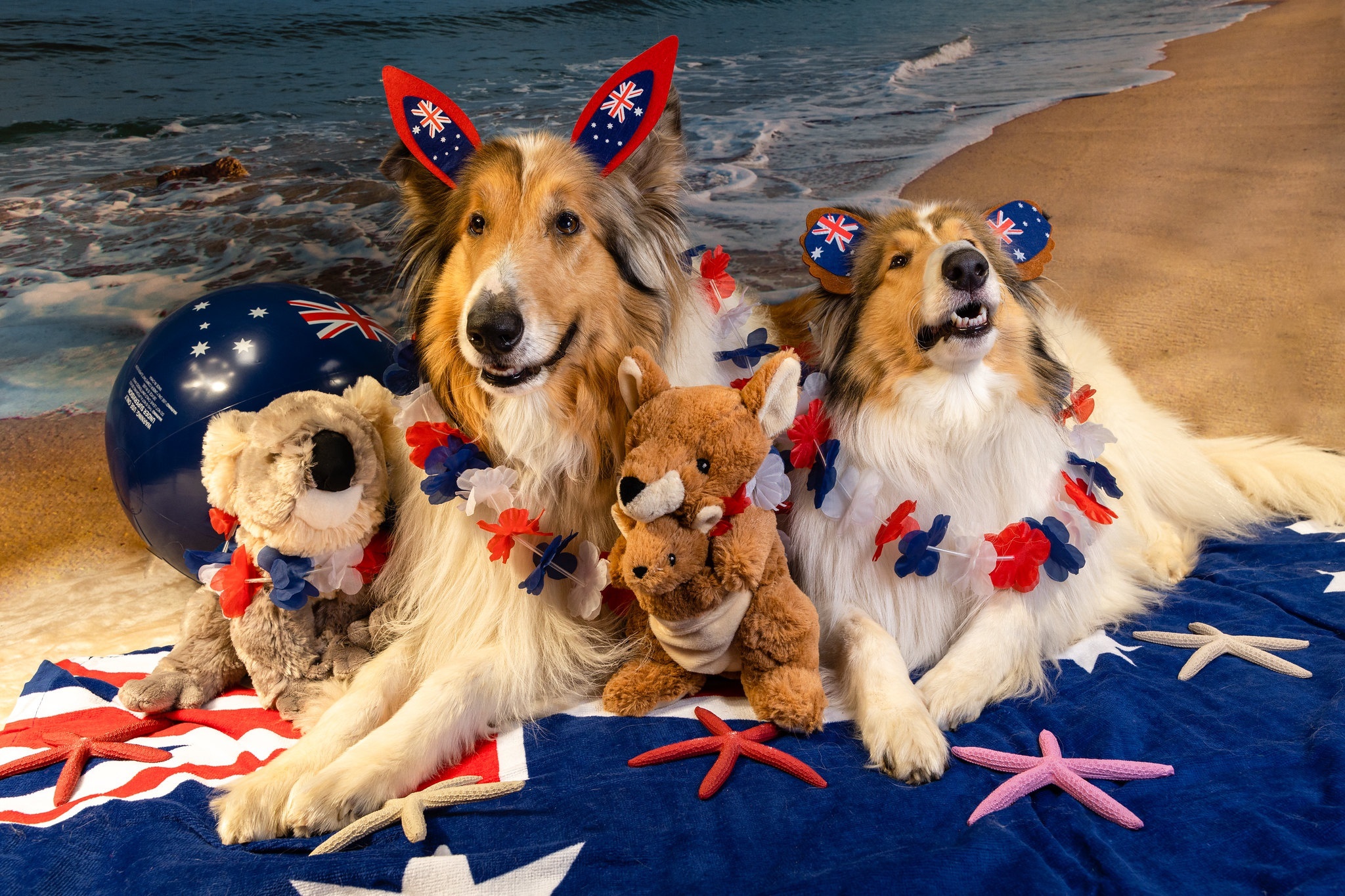 Two dogs celebrating Australia Day on the beach HD Wallpaper