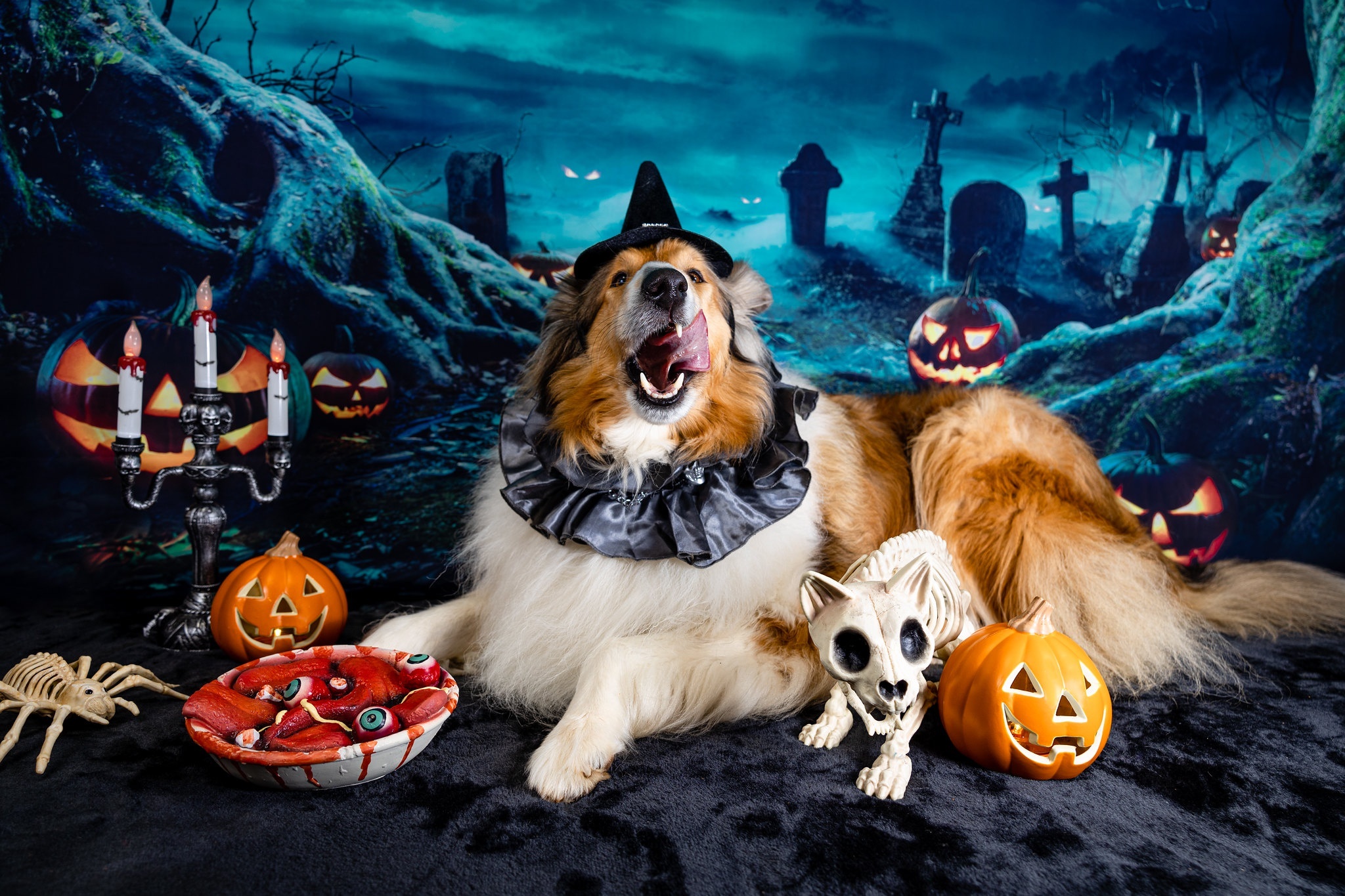 Dog in Halloween Costume with Jack-O-Lanterns HD Wallpaper
