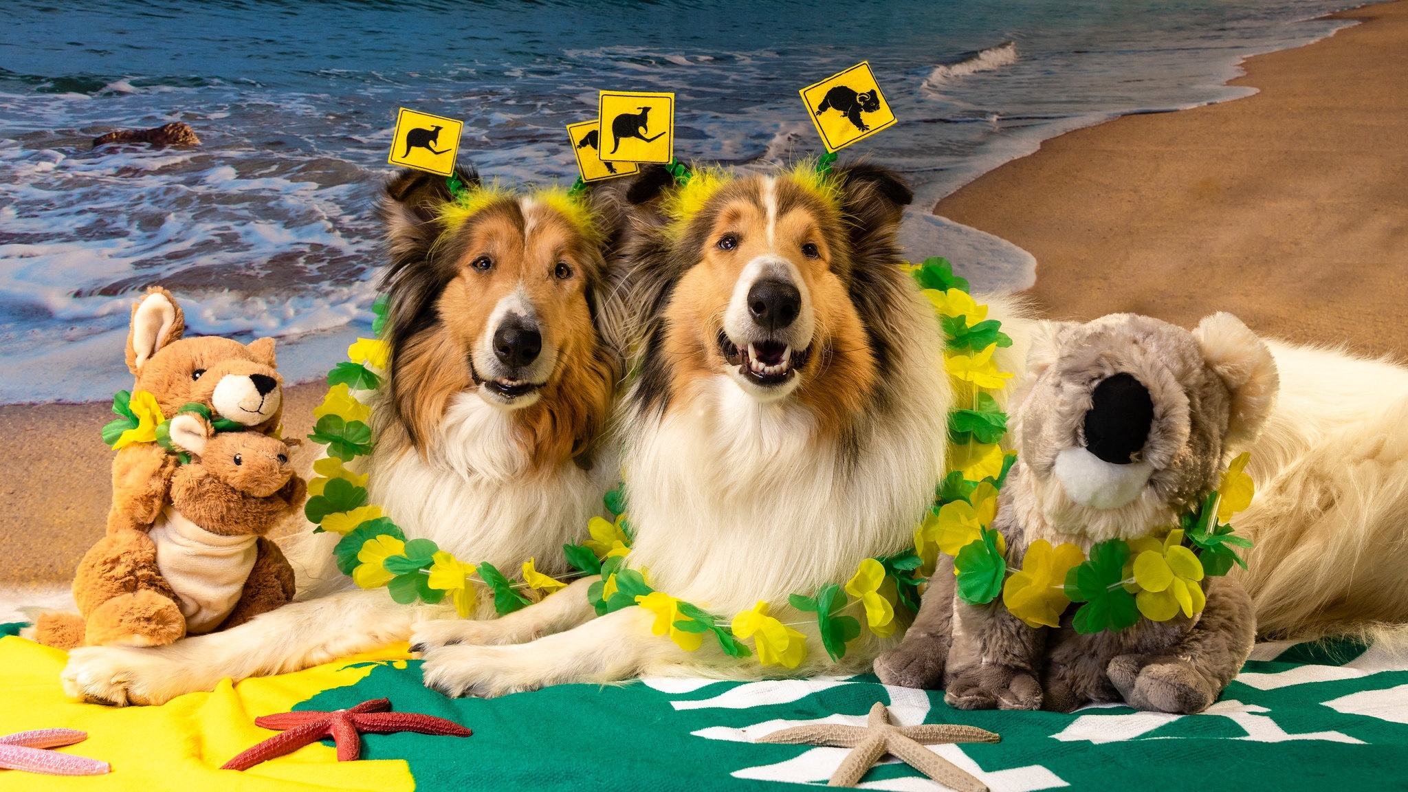 Two dogs dressed for Australia Day on a beach HD Wallpaper