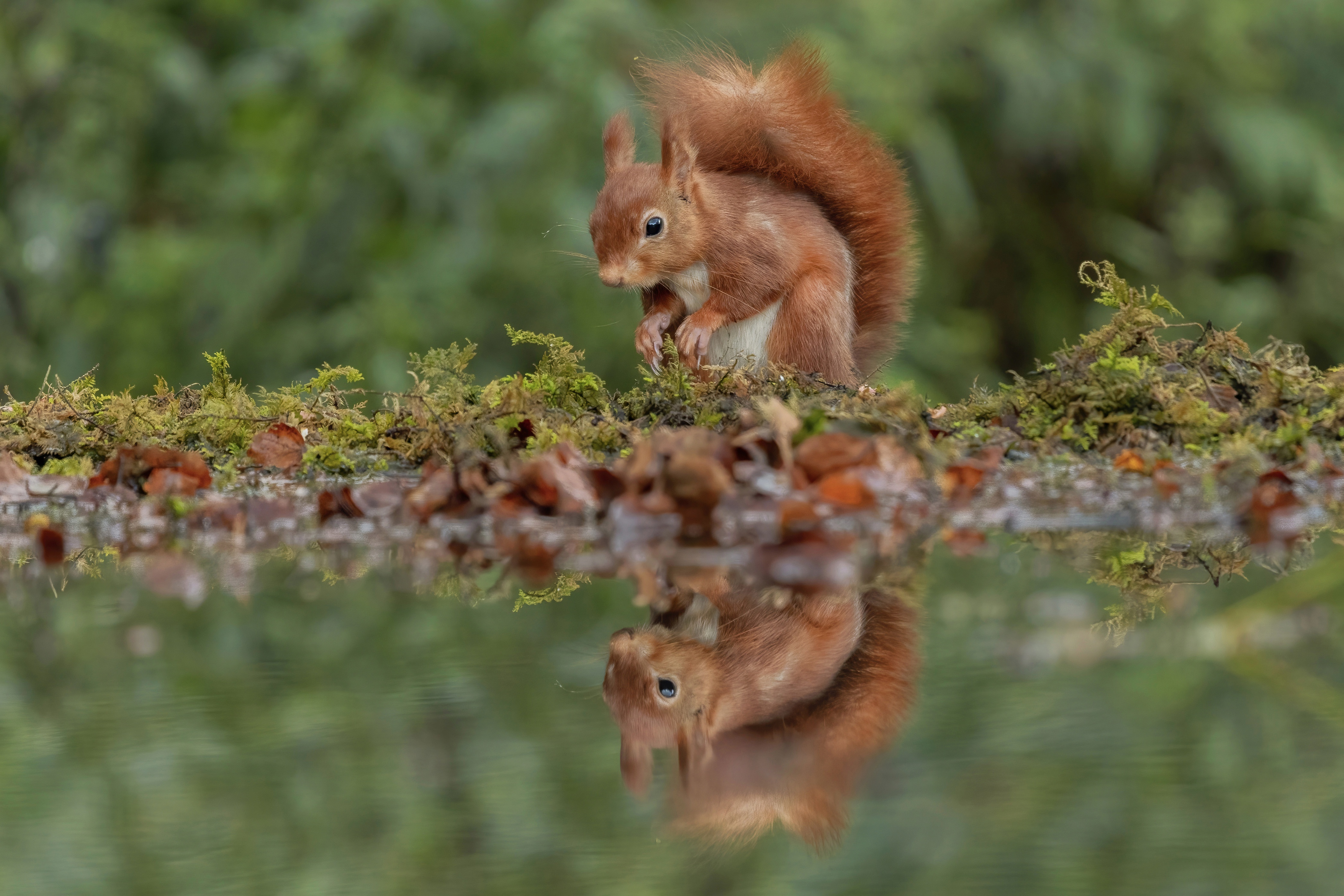 Red Squirrel Reflected in Water HD Wallpaper