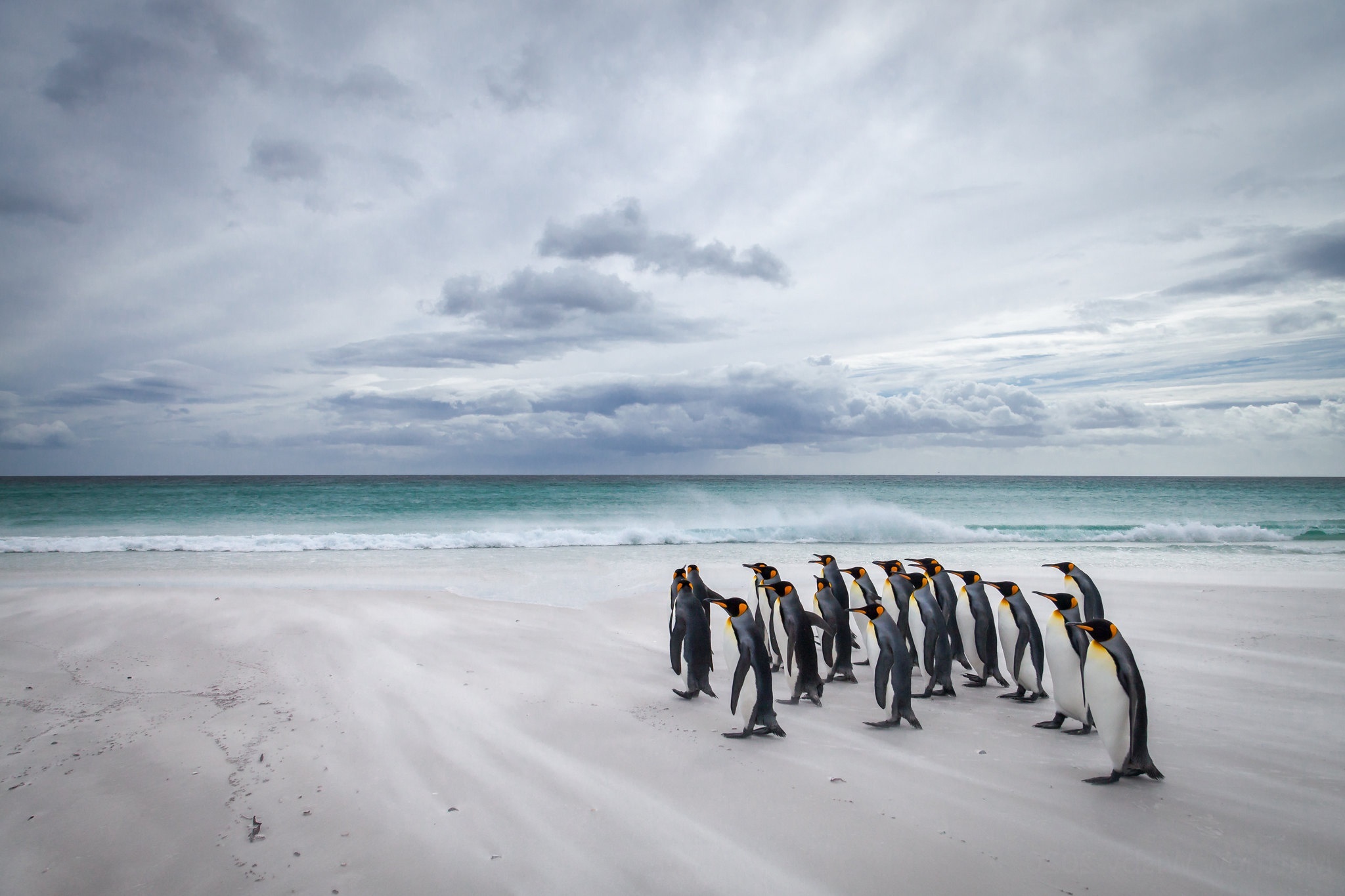 A group of king penguins on a beach HD Wallpaper