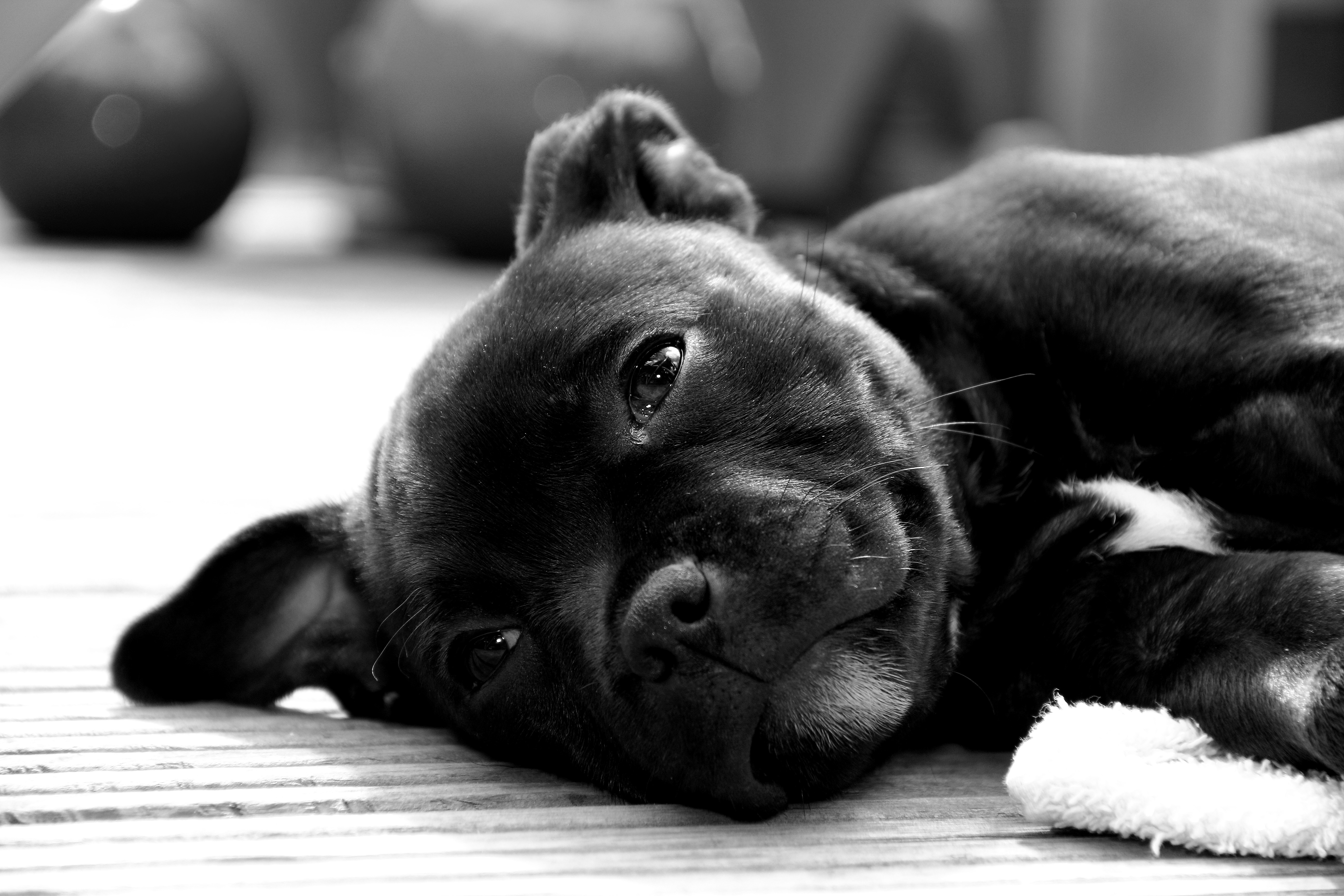 Black Staffordshire Bull Terrier puppy lying down HD Wallpaper