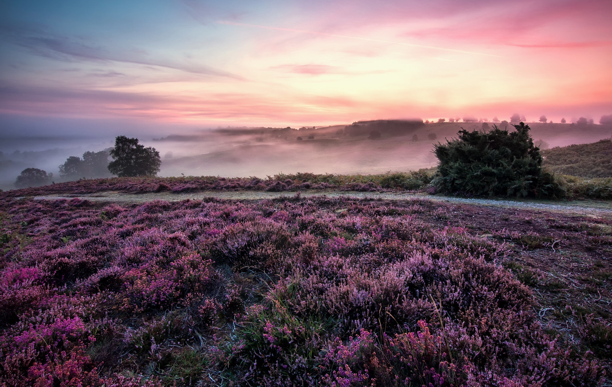 Misty Heather Landscape at Sunset HD Wallpaper