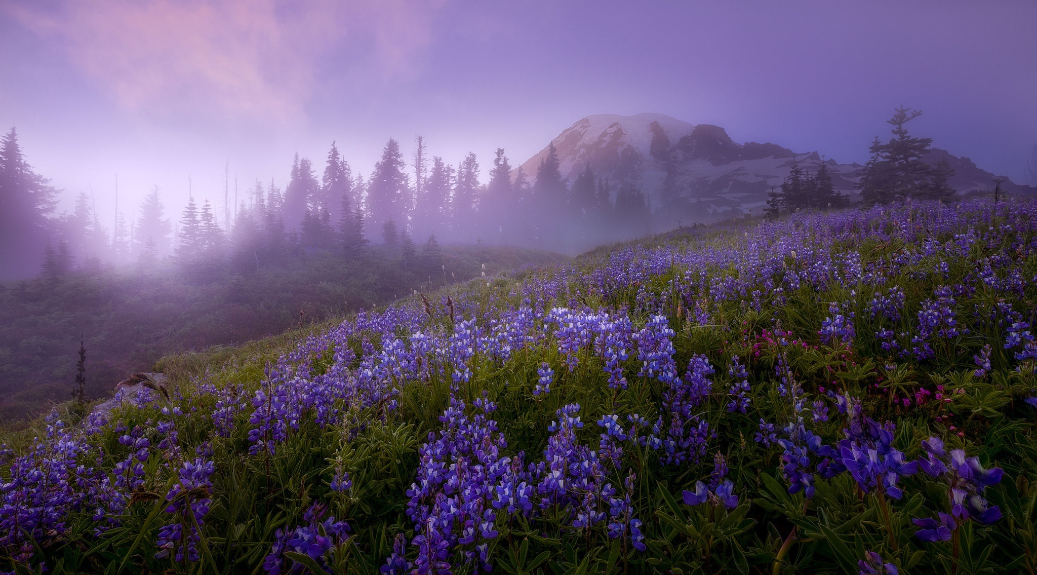 Purple lupine flowers on a foggy mountain slope HD Wallpaper