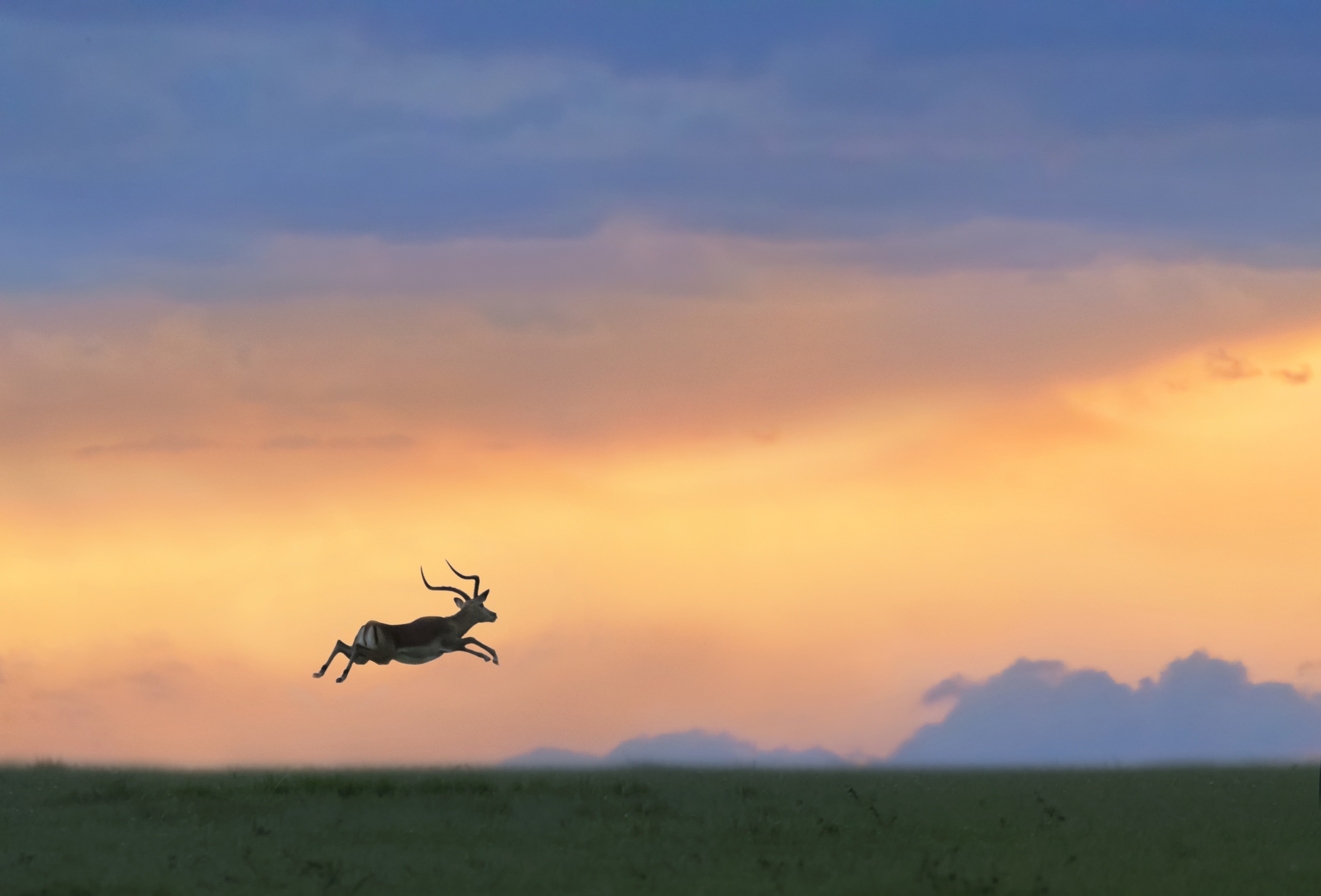 Impala leaping across a grassy plain at sunset HD Wallpaper