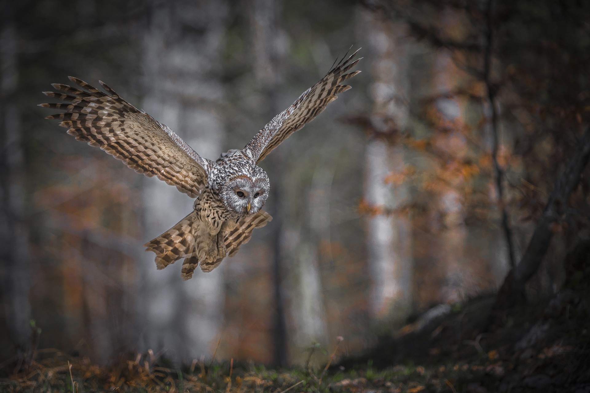 Ural Owl in flight in a forest HD Wallpaper