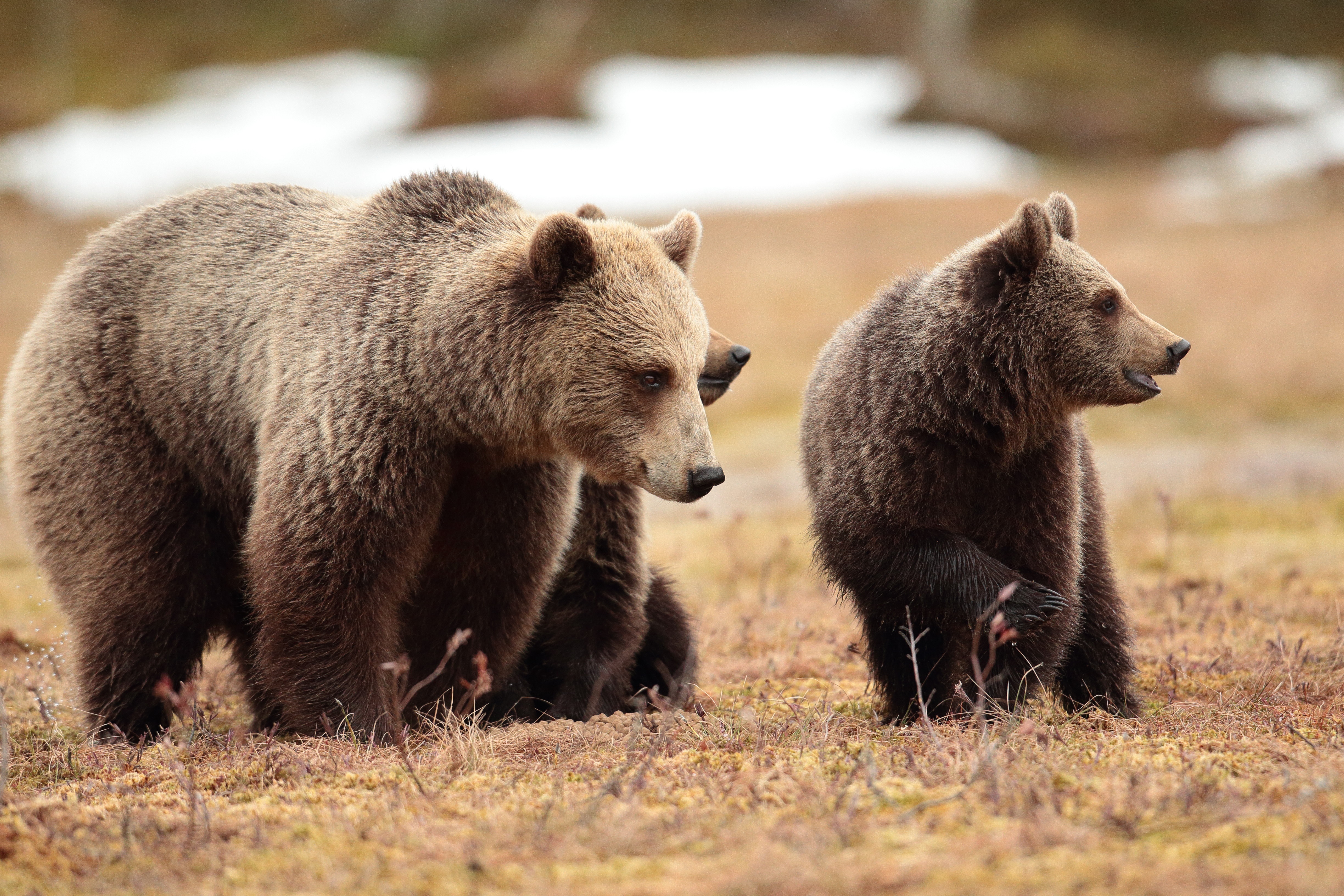 Brown bear mother and cubs in a field HD Wallpaper