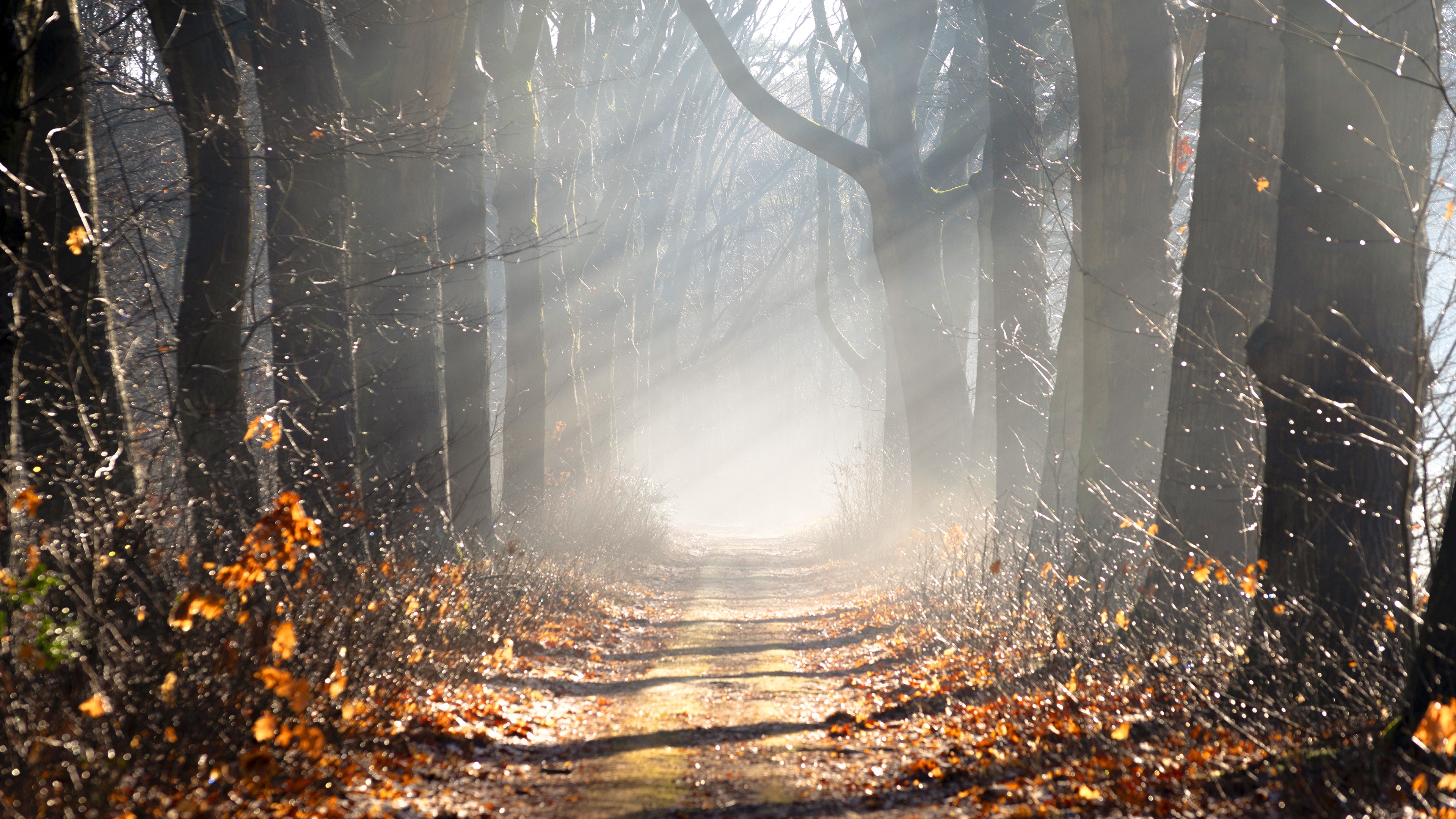 Sunbeams on a forest path with autumn leaves HD Wallpaper