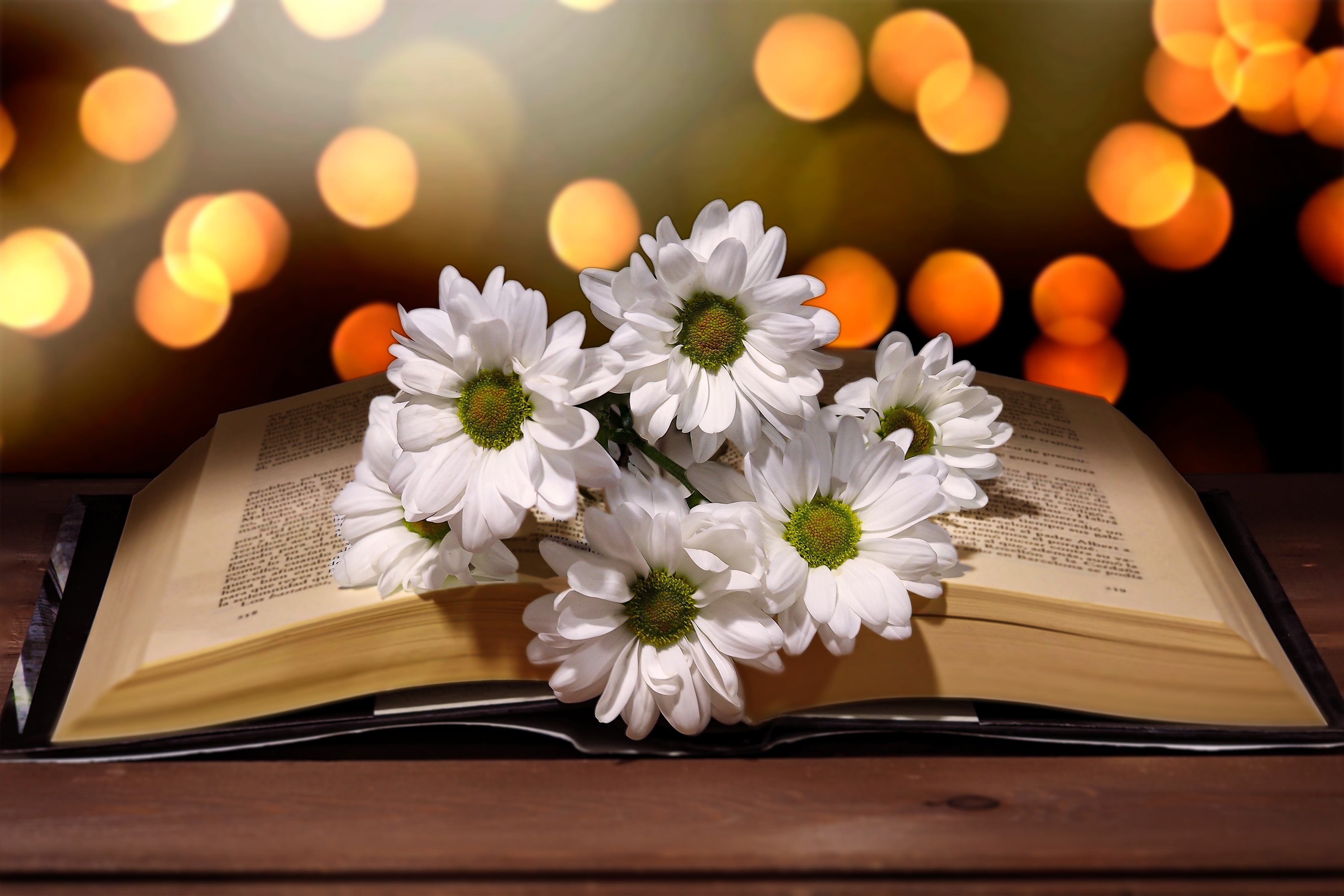 Open book with white flowers and bokeh lights HD Wallpaper