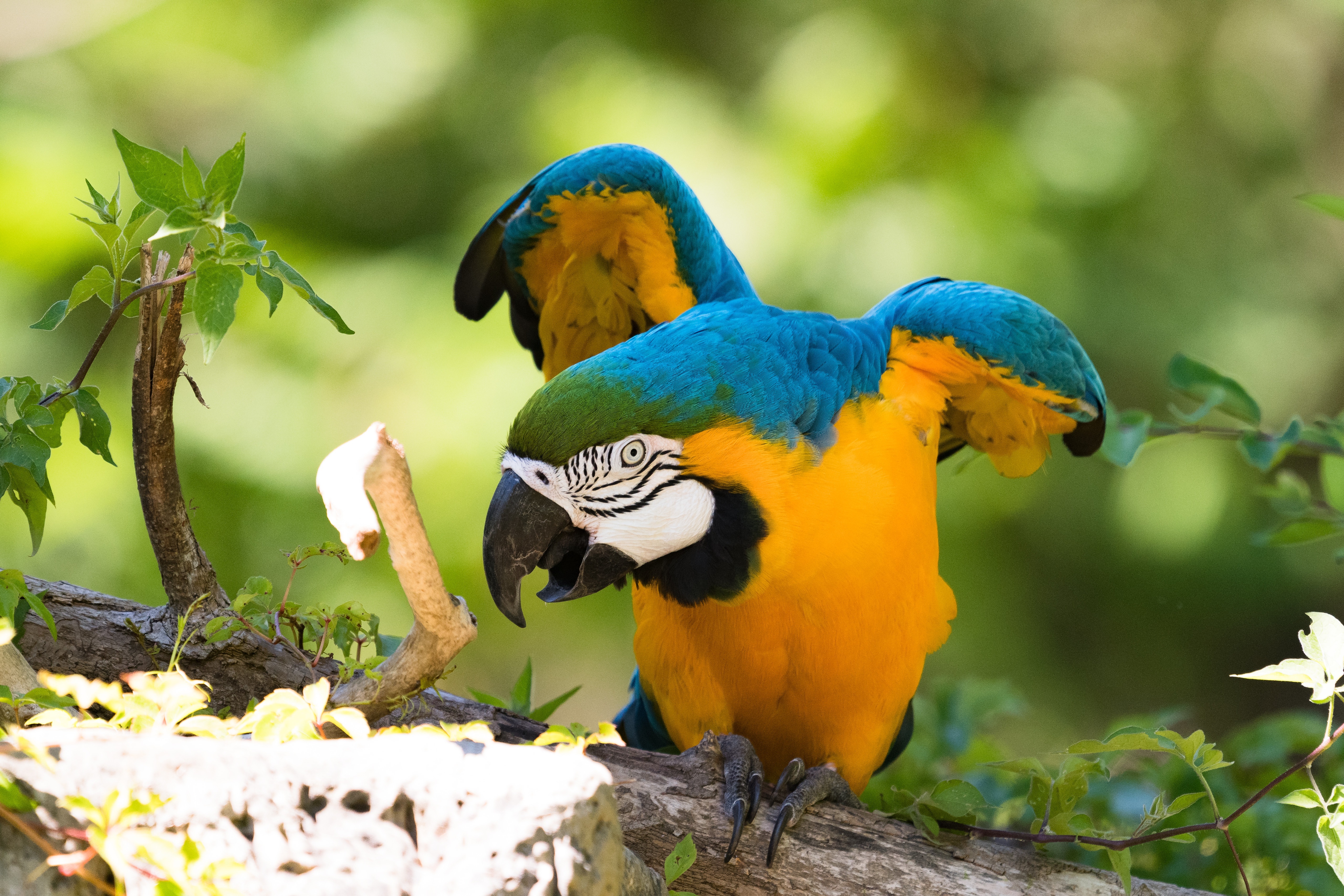 Blue-and-yellow Macaw Parrot 4K HD Wallpaper