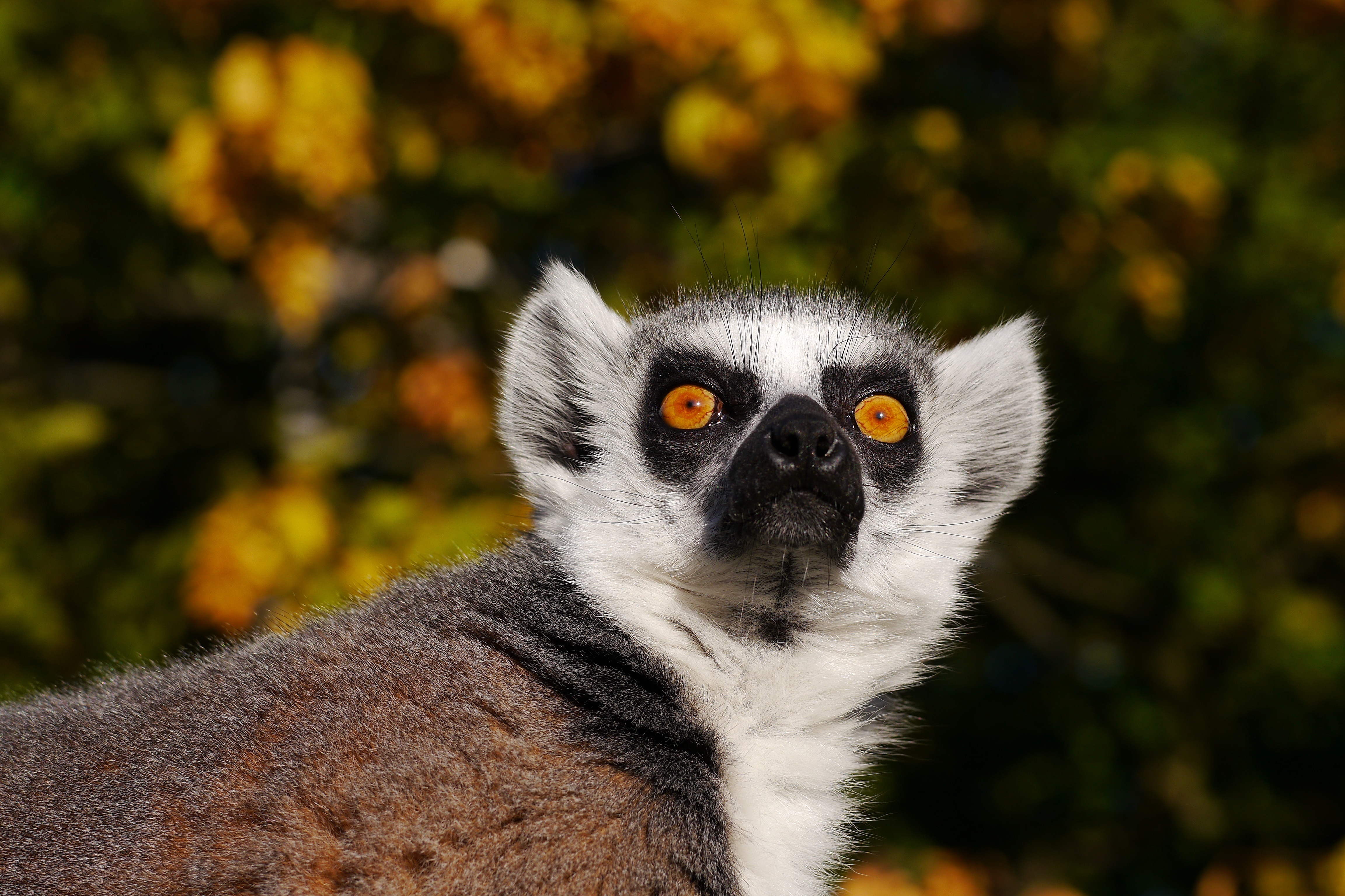 Ring-tailed Lemur in front of autumn foliage HD Wallpaper