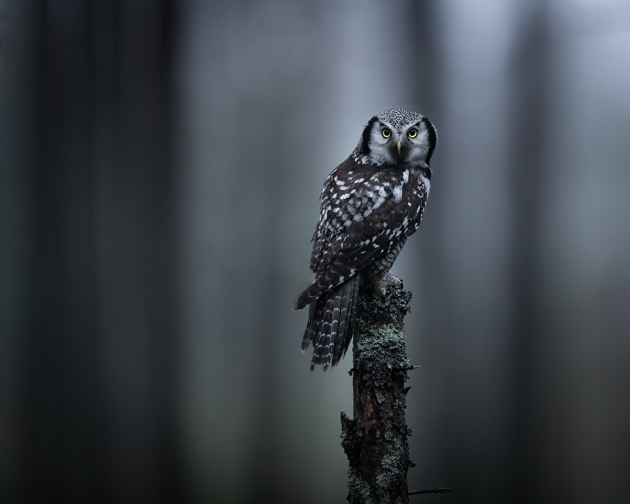 Northern Hawk Owl perched on a tree stump HD Wallpaper