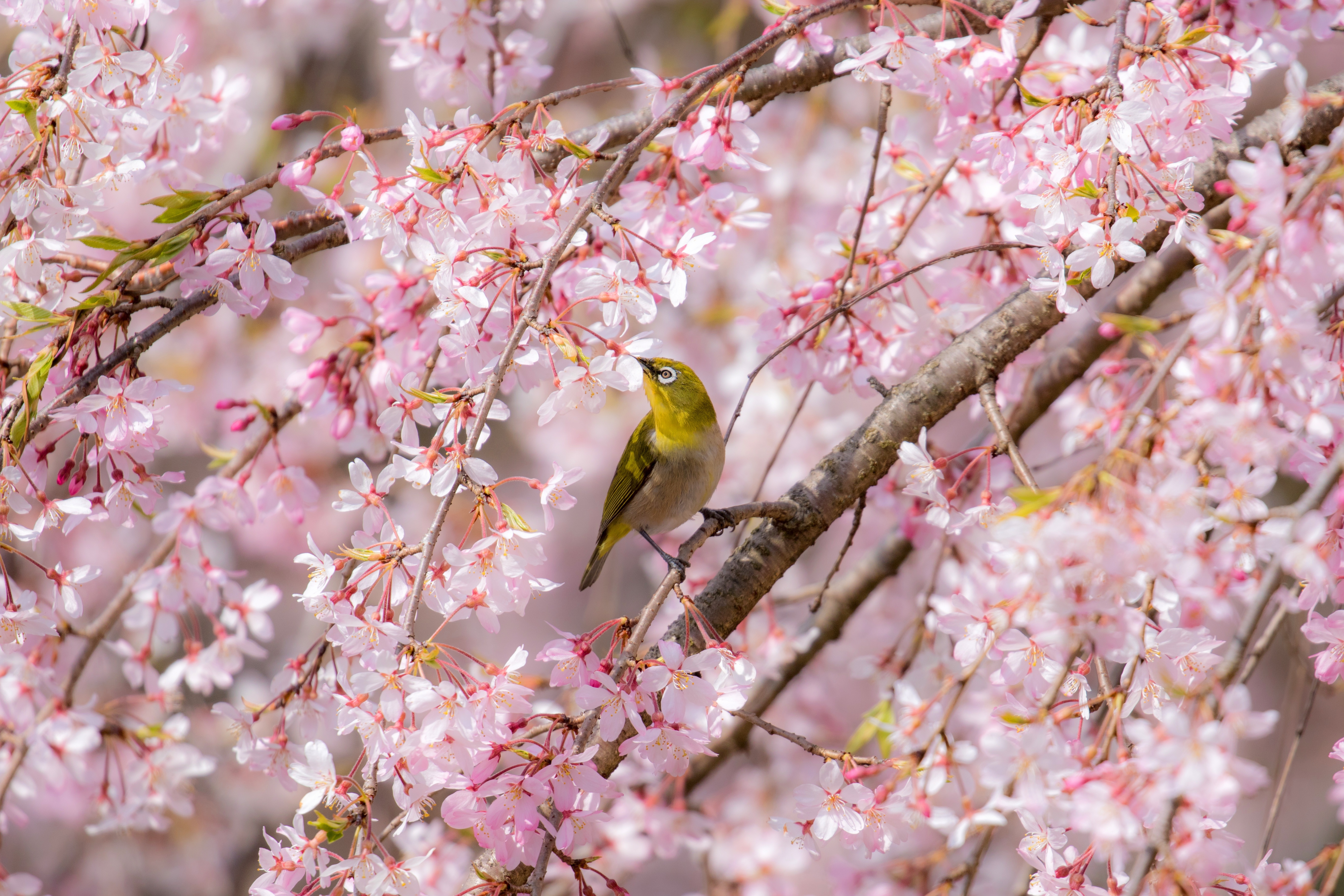 Japanese White-eye bird on cherry blossom branch 4K HD Wallpaper