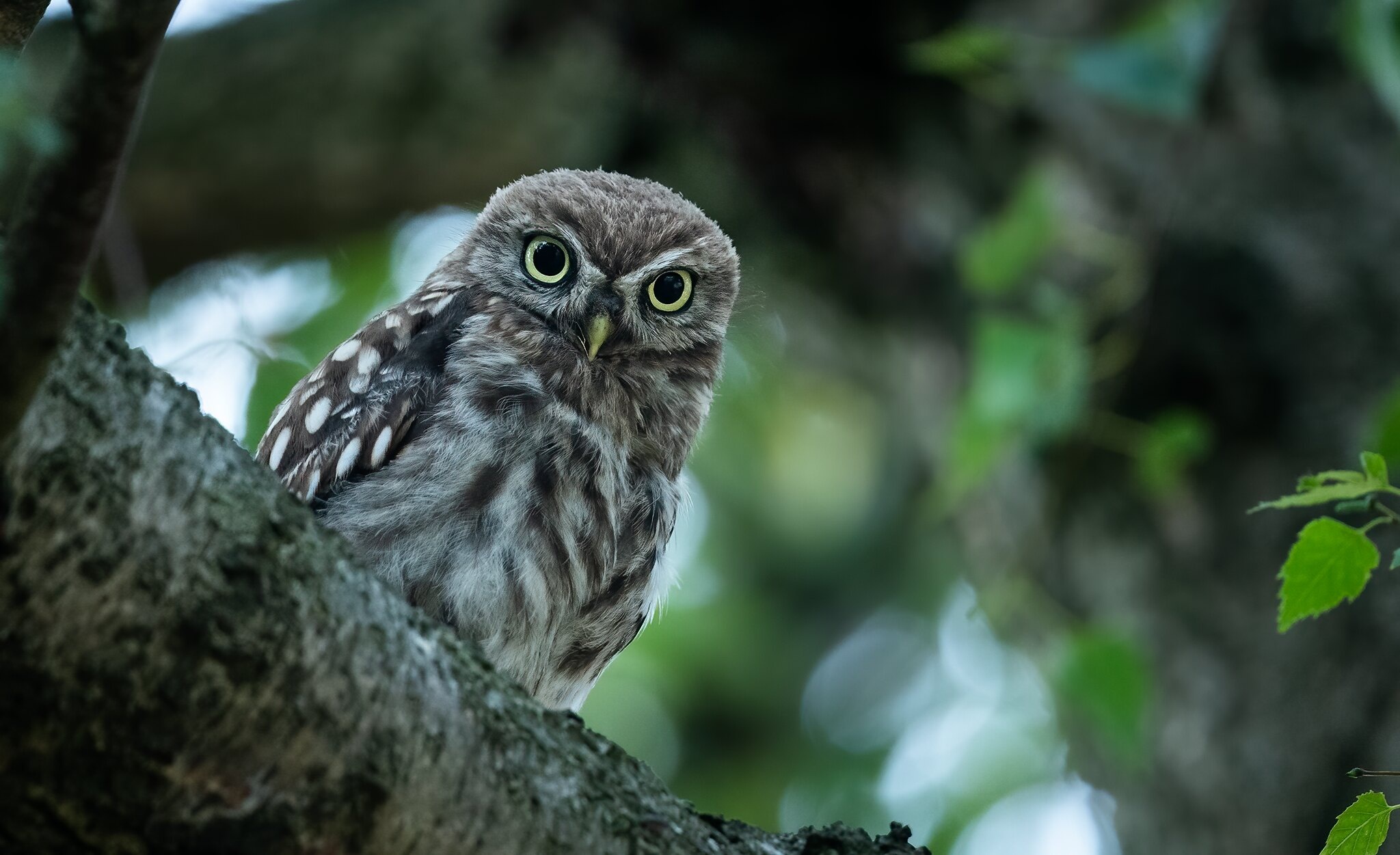 Little Owl perched on a tree branch HD Wallpaper
