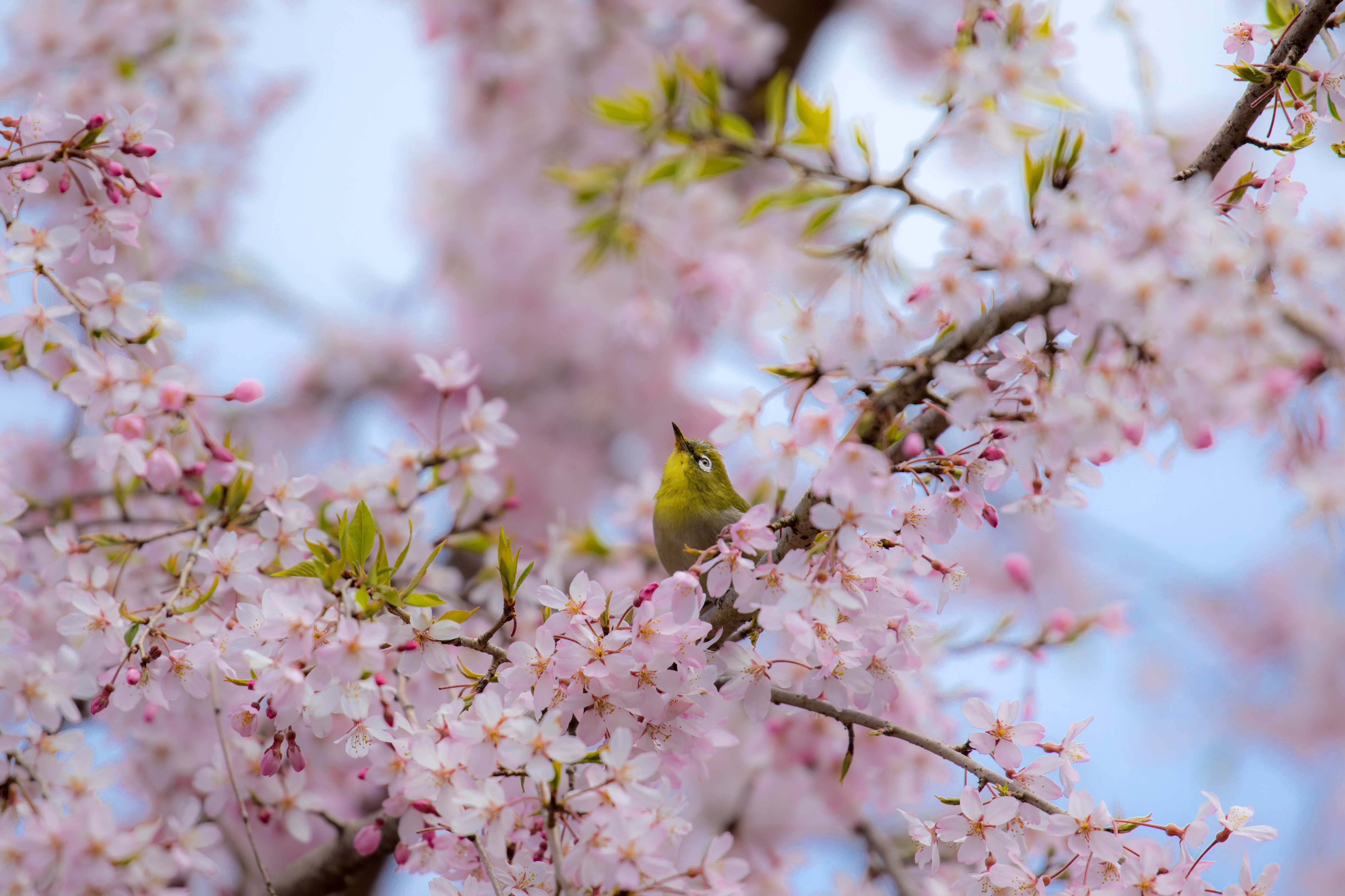Japanese White-eye bird on cherry blossom branch 4K HD Wallpaper