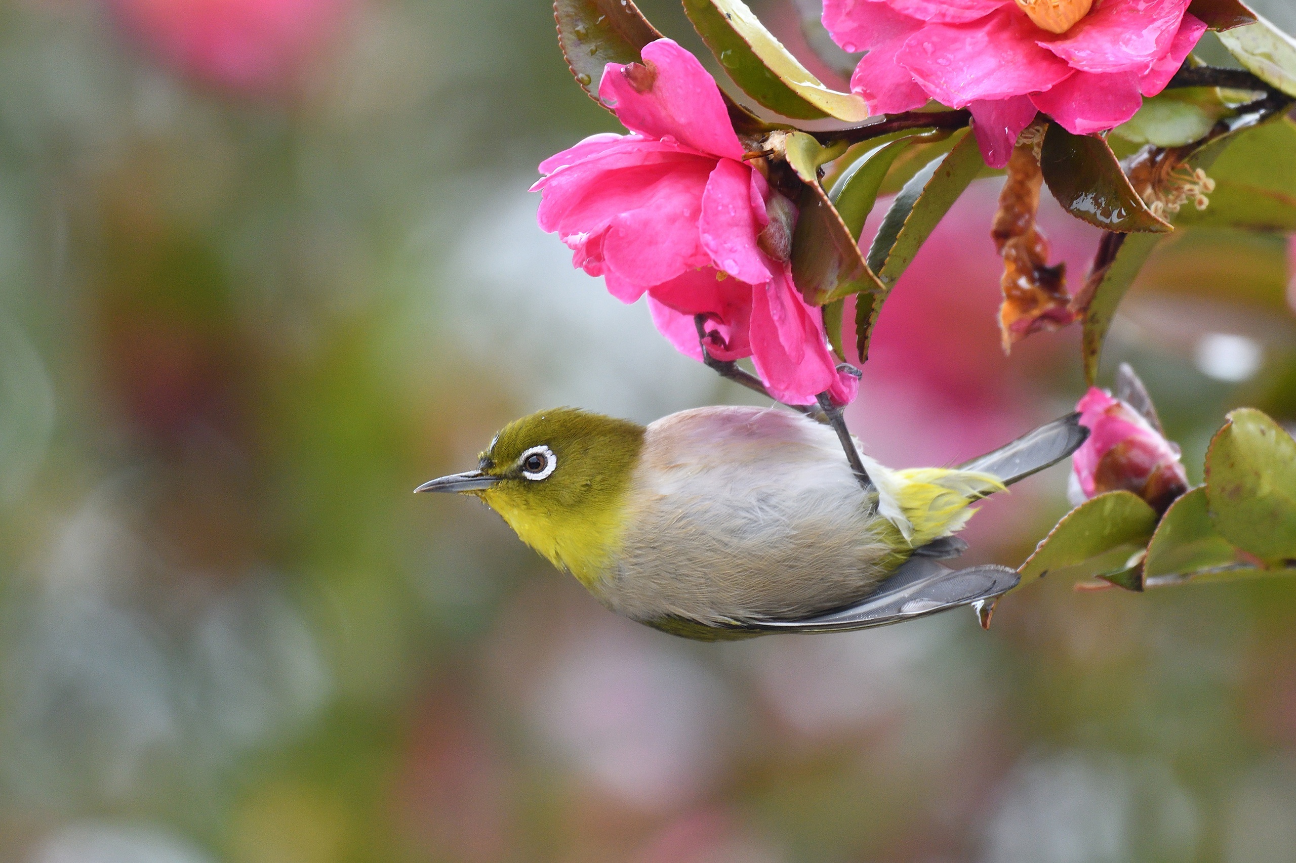 Japanese White-eye bird on a pink camellia branch HD Wallpaper