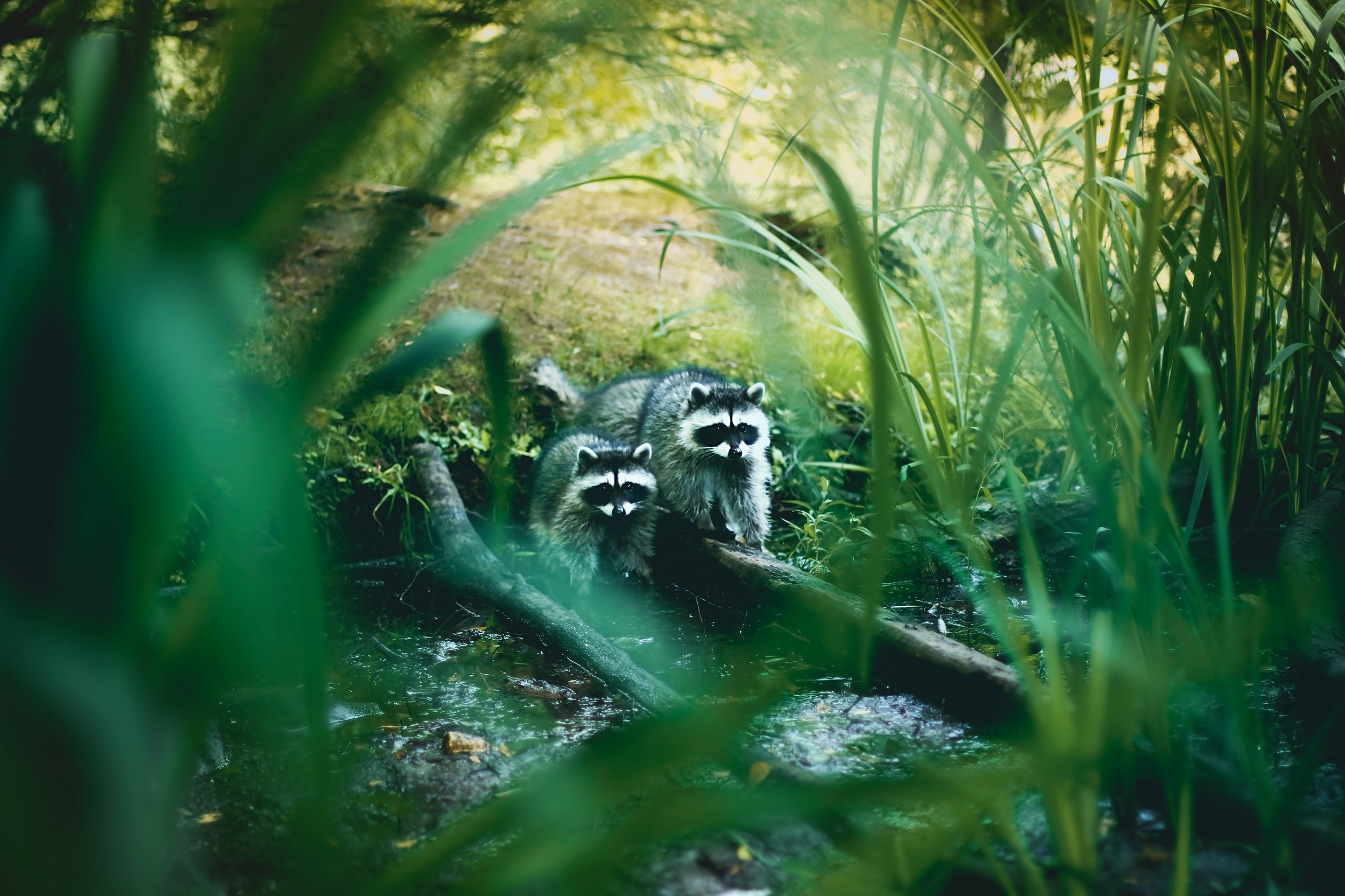 Two Raccoons on a Log in a Forest HD Wallpaper