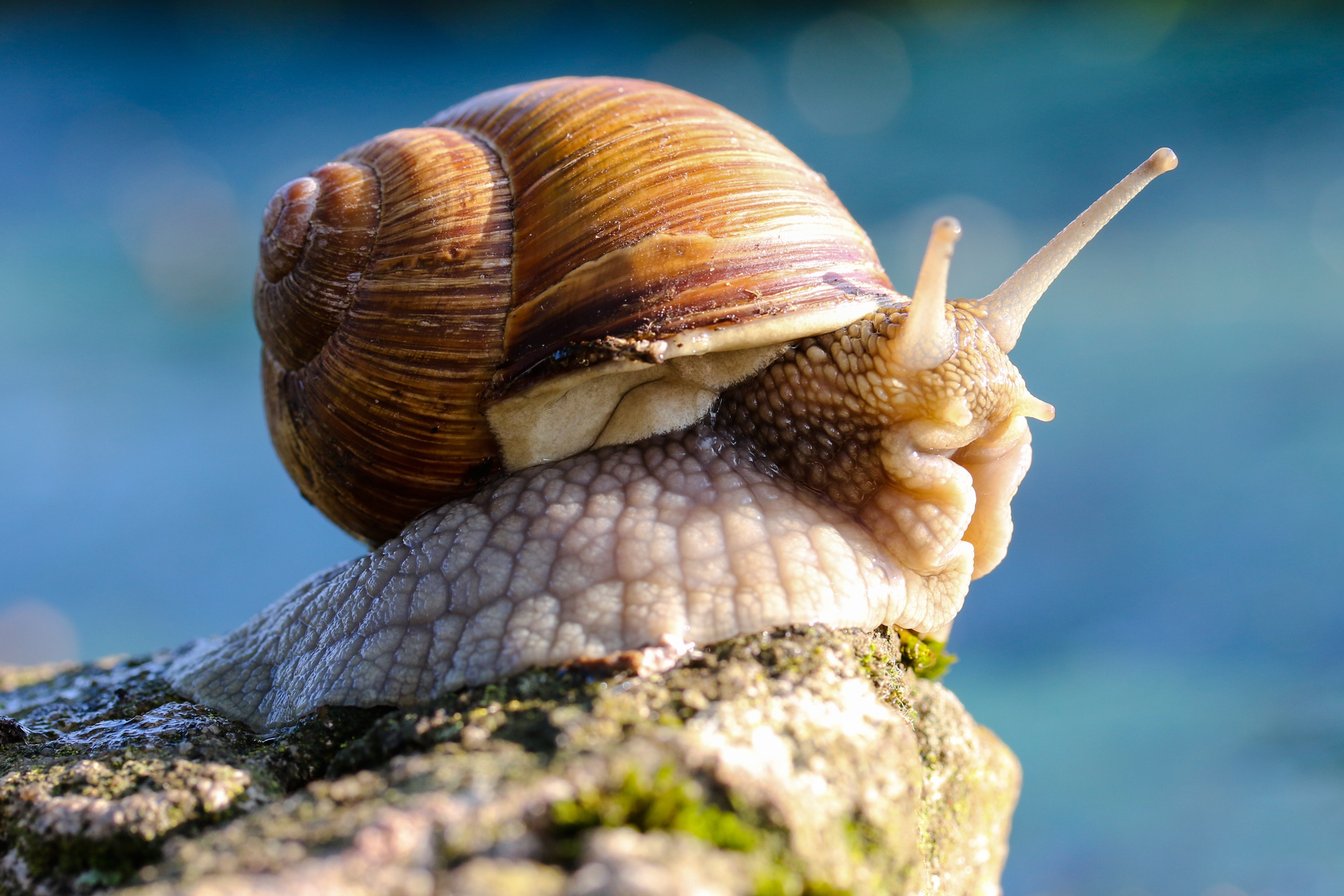 Close-Up of a Snail in Detail HD Wallpaper
