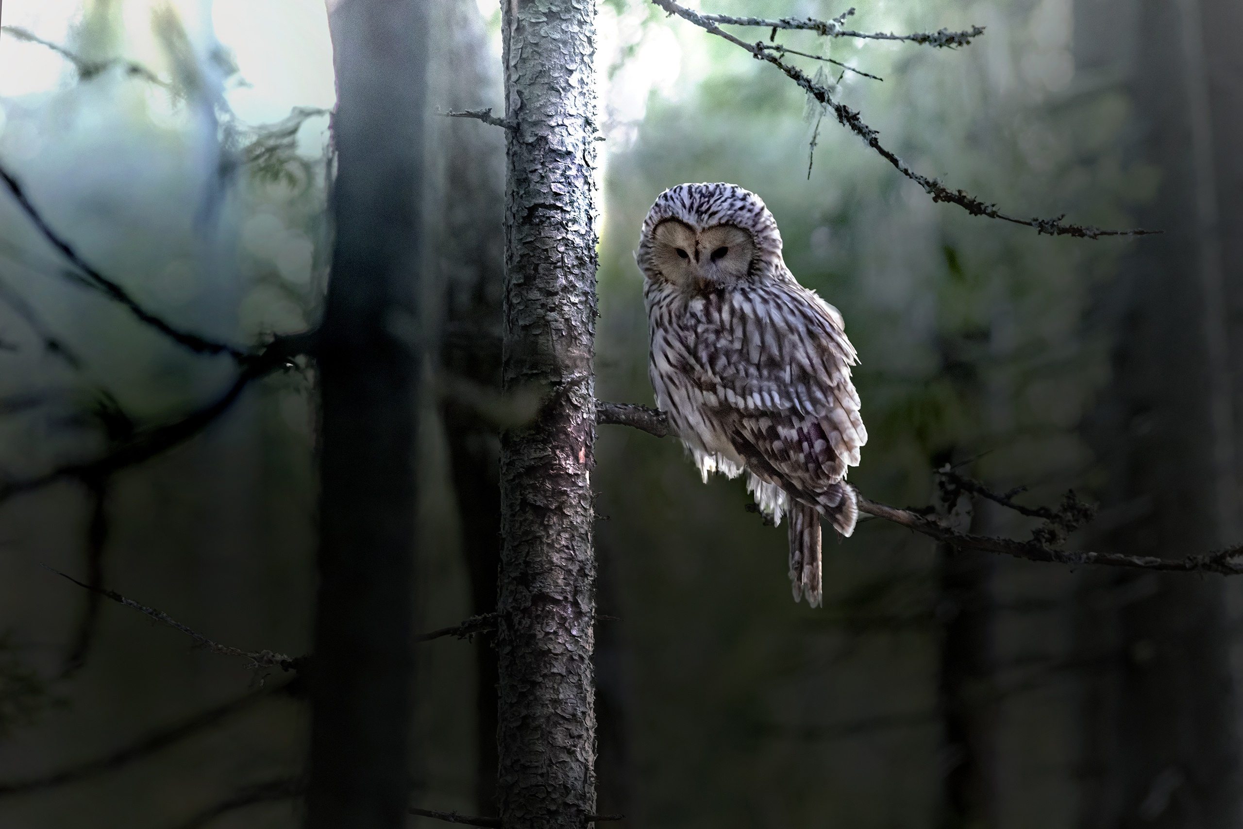 Ural Owl perched on a tree branch in a forest HD Wallpaper