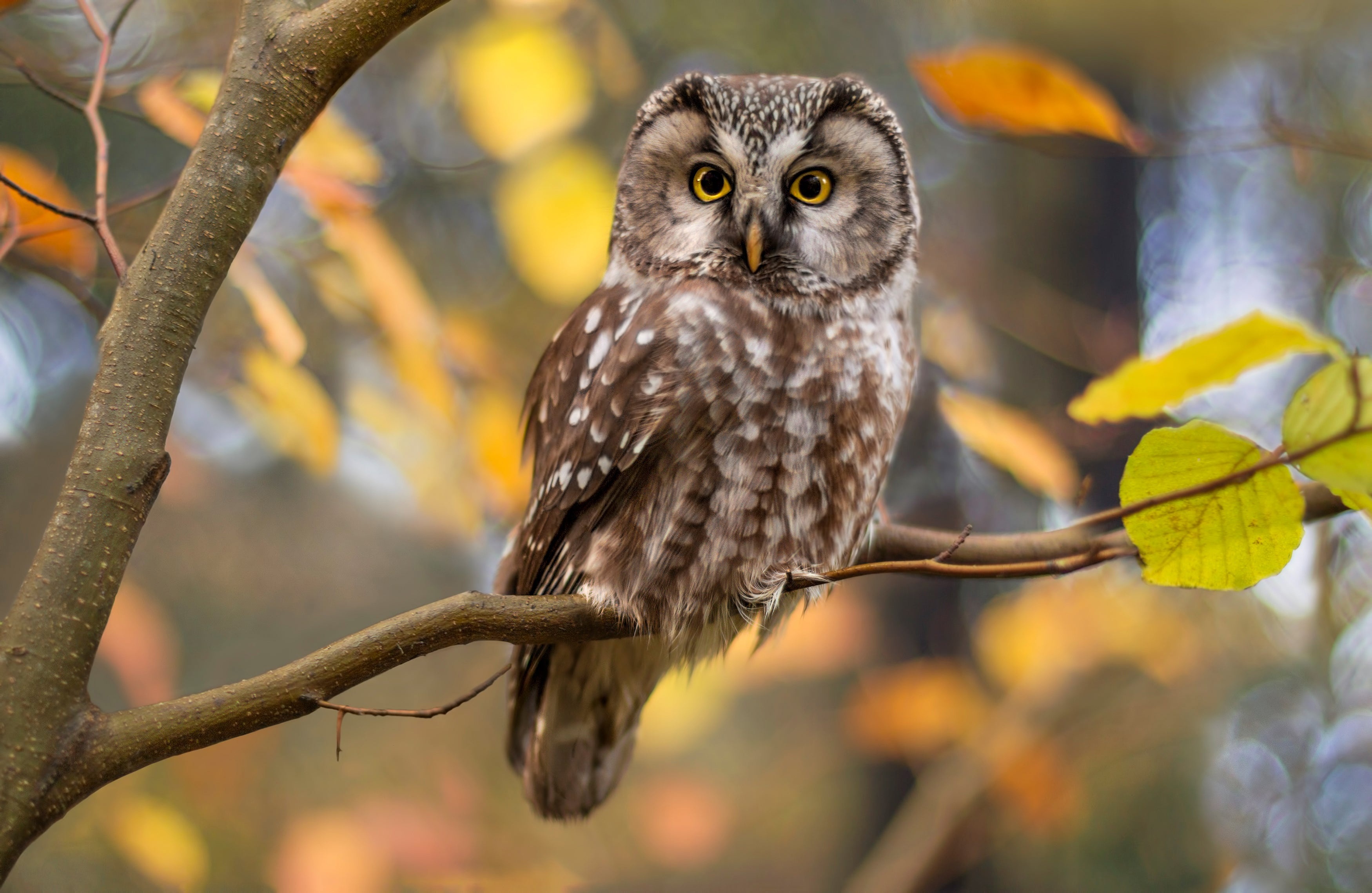 Boreal owl perched on a branch in autumn HD Wallpaper