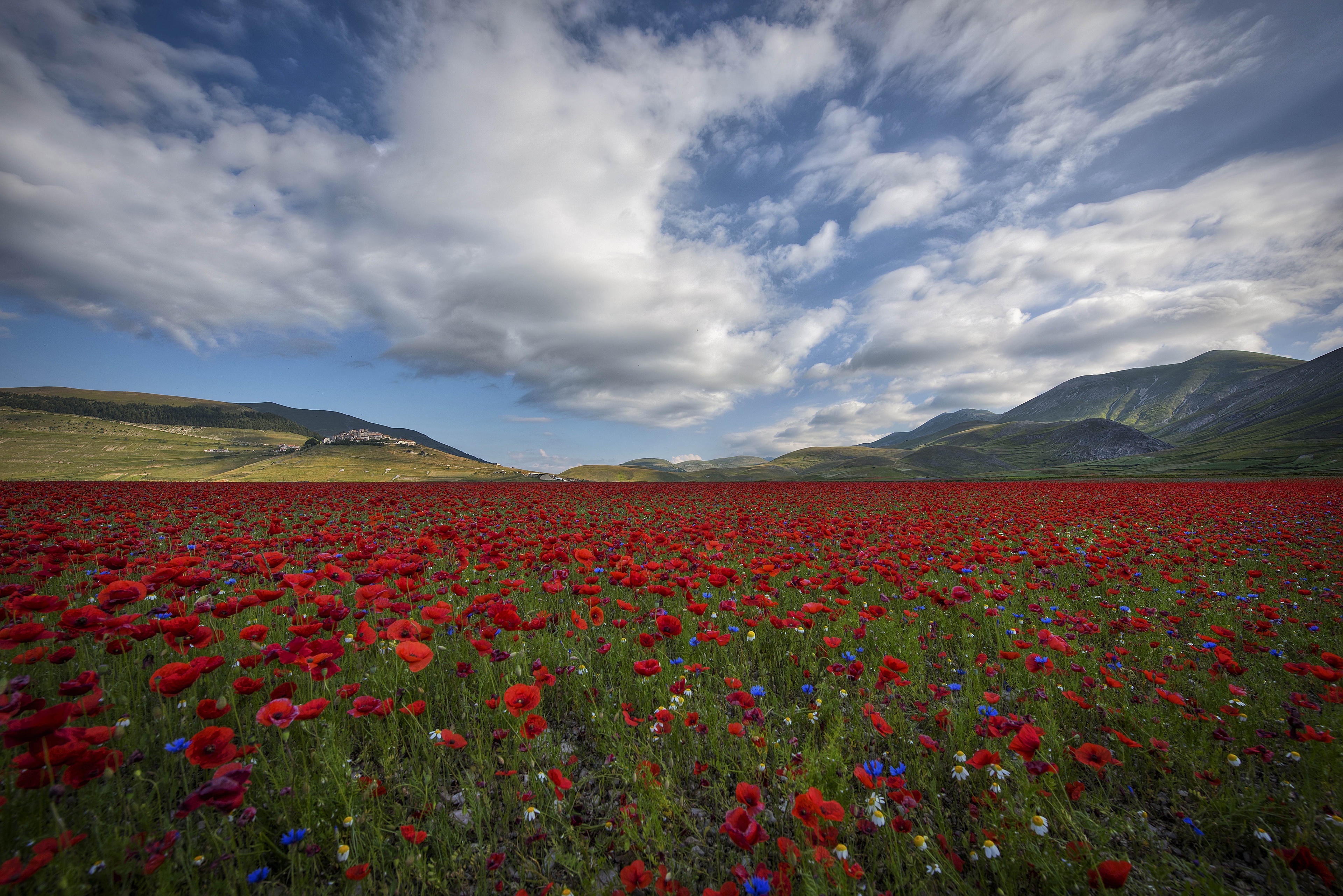 Field of Red Poppies in Summer 4K HD Wallpaper