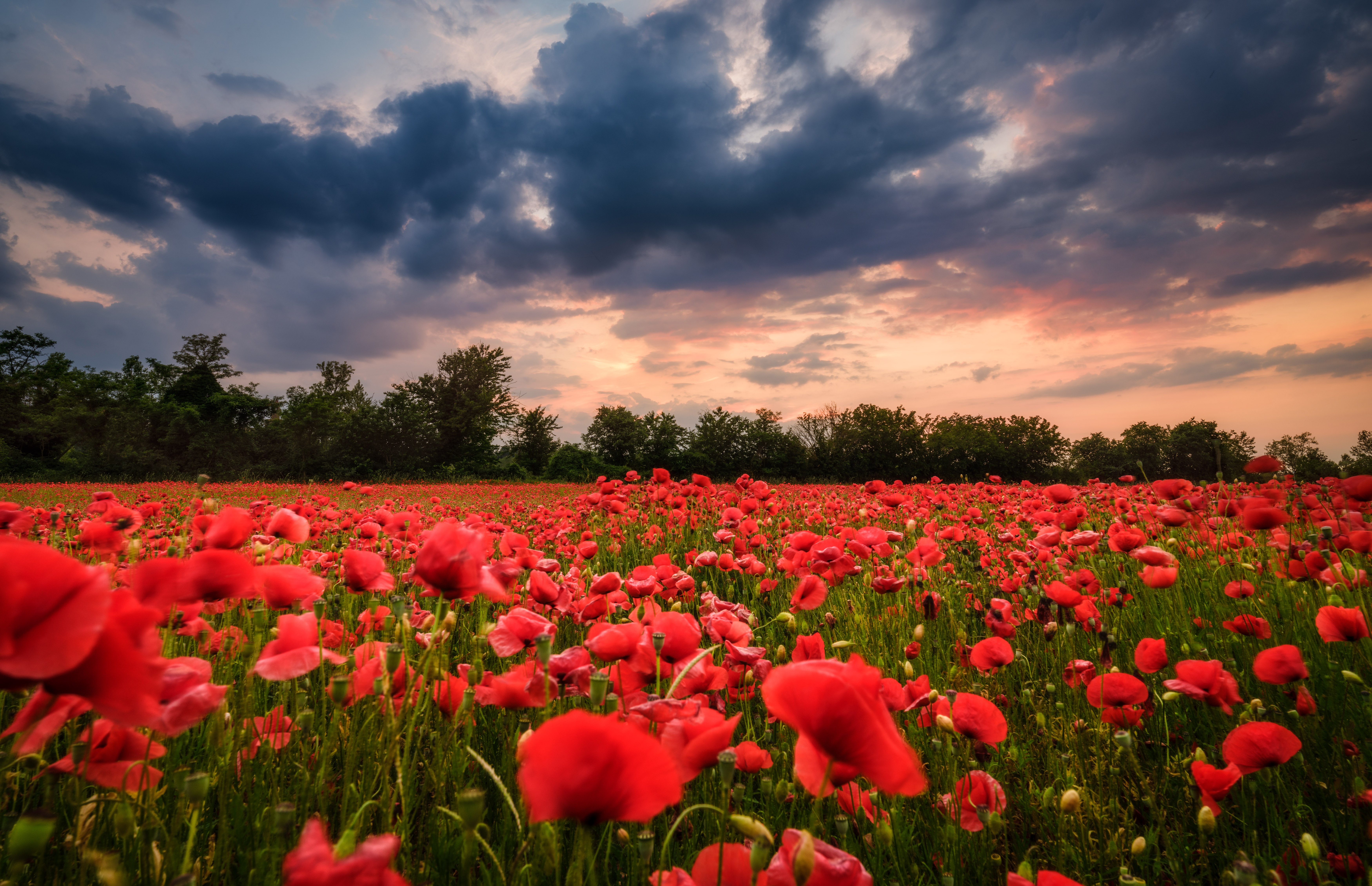Field of Red Poppies Under Dramatic Sky HD Wallpaper
