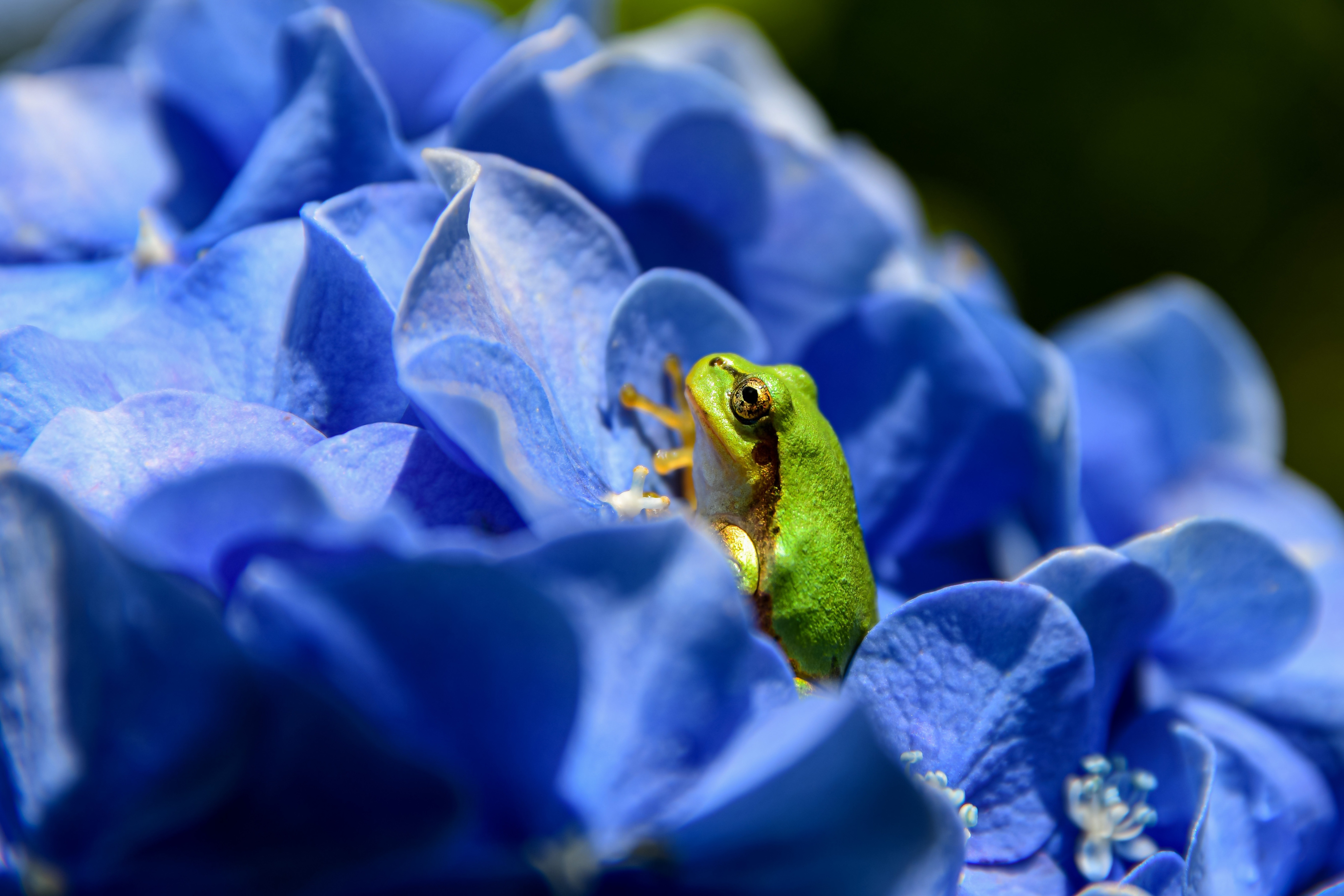 Green frog on blue hydrangea 4K HD Wallpaper