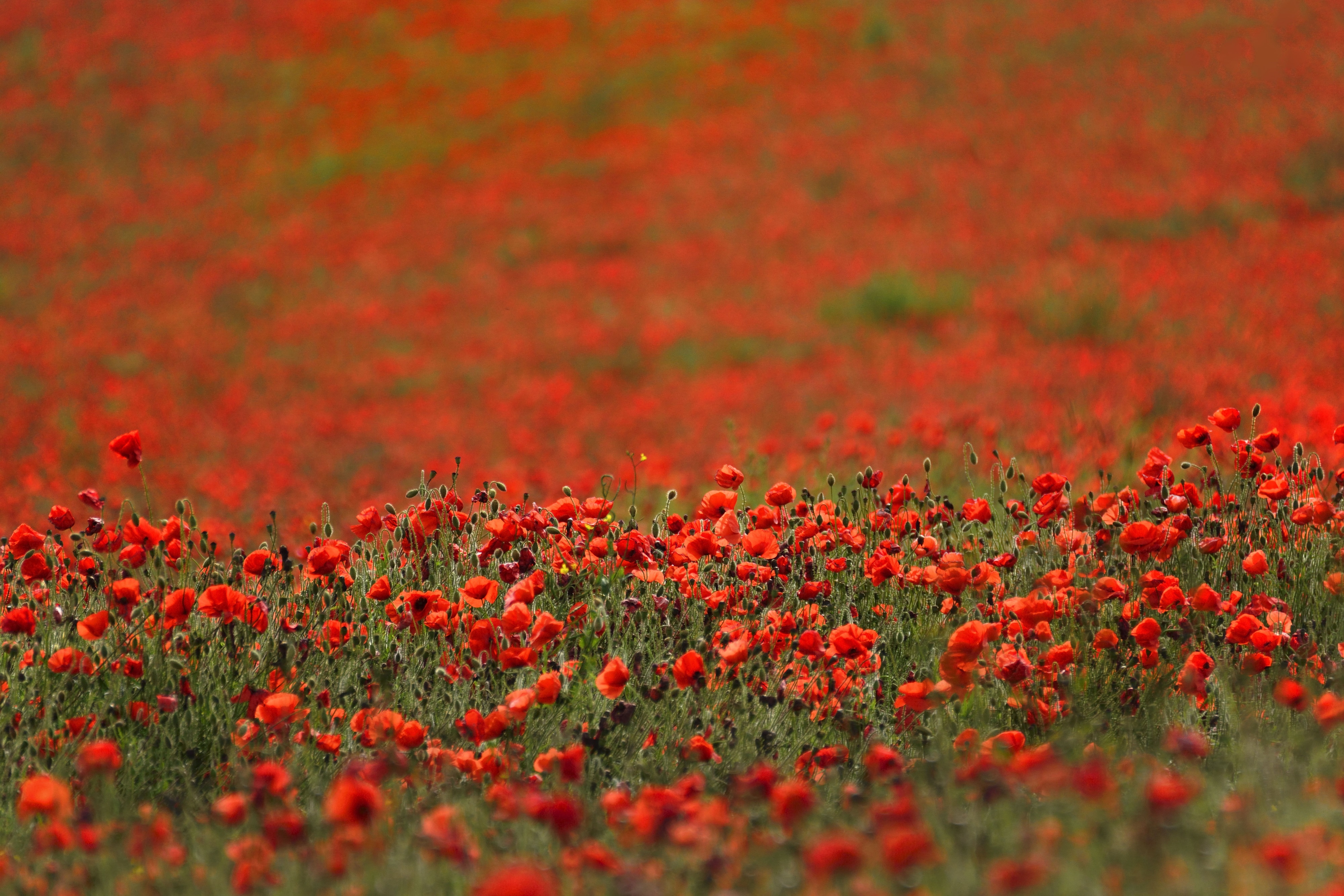 Field of Red Poppies in Summer 4K HD Wallpaper