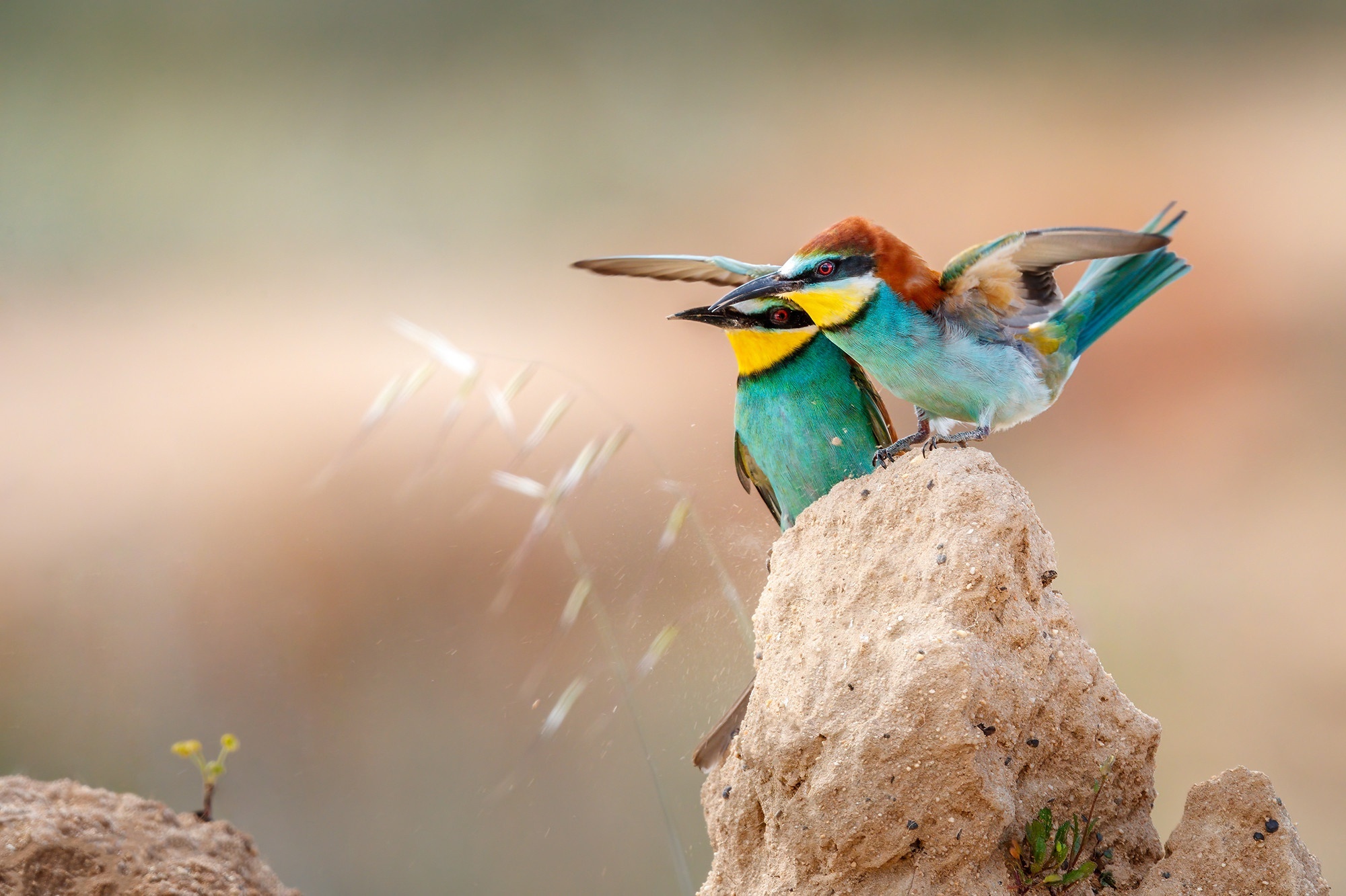 Two European Bee-Eaters on a mound HD Wallpaper