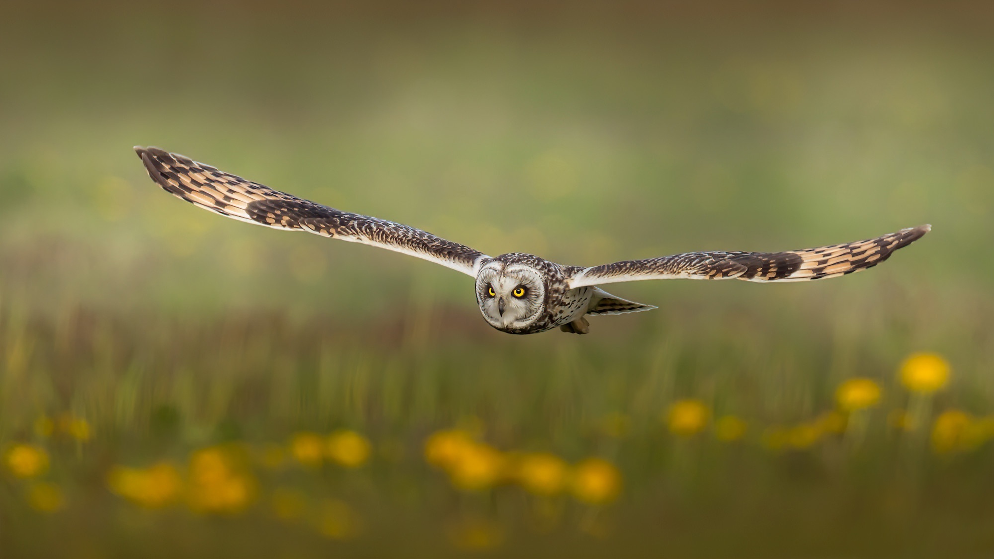 Short-eared owl in flight over a field HD Wallpaper