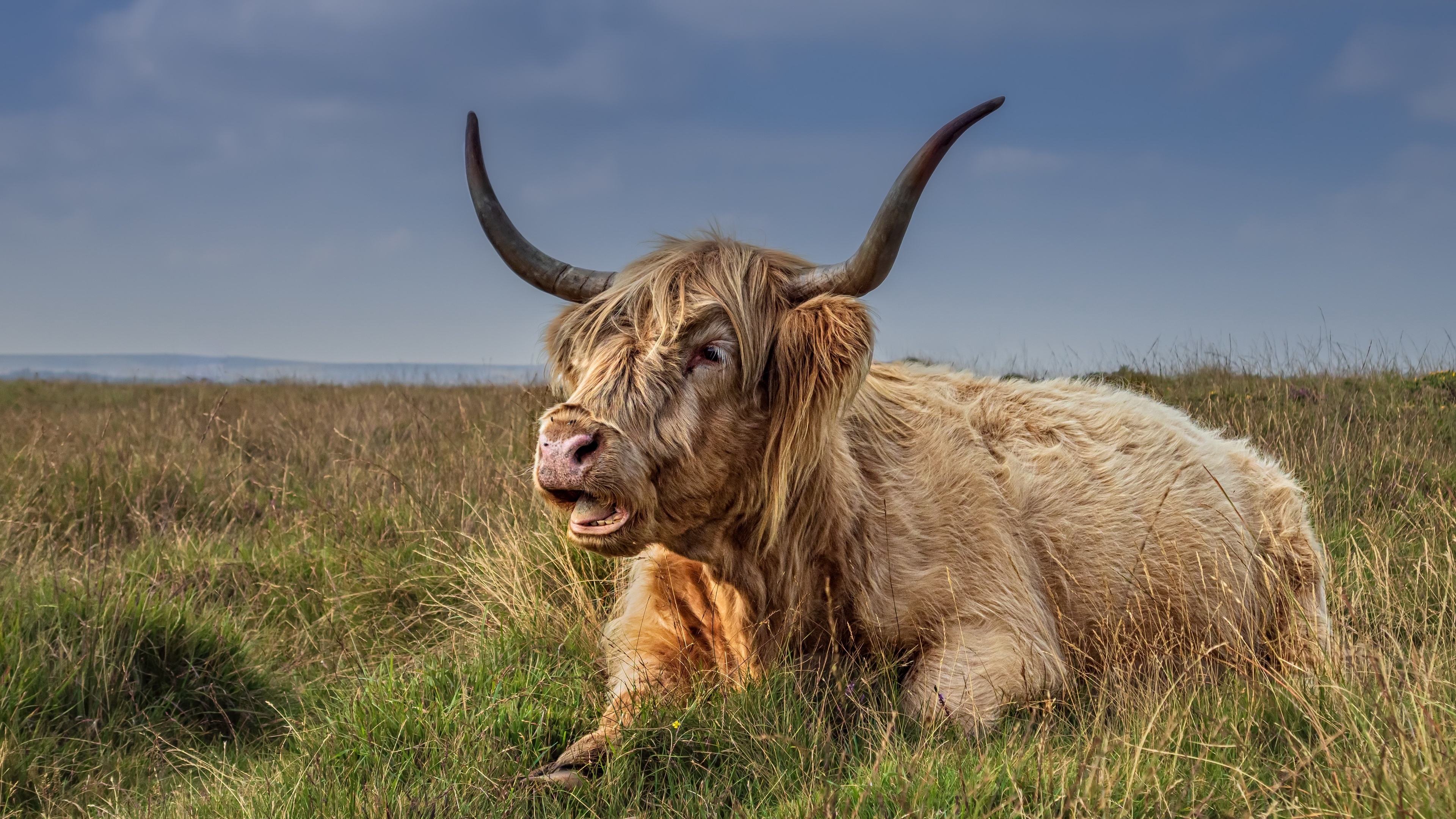Highland Cattle 4K HD Wallpaper