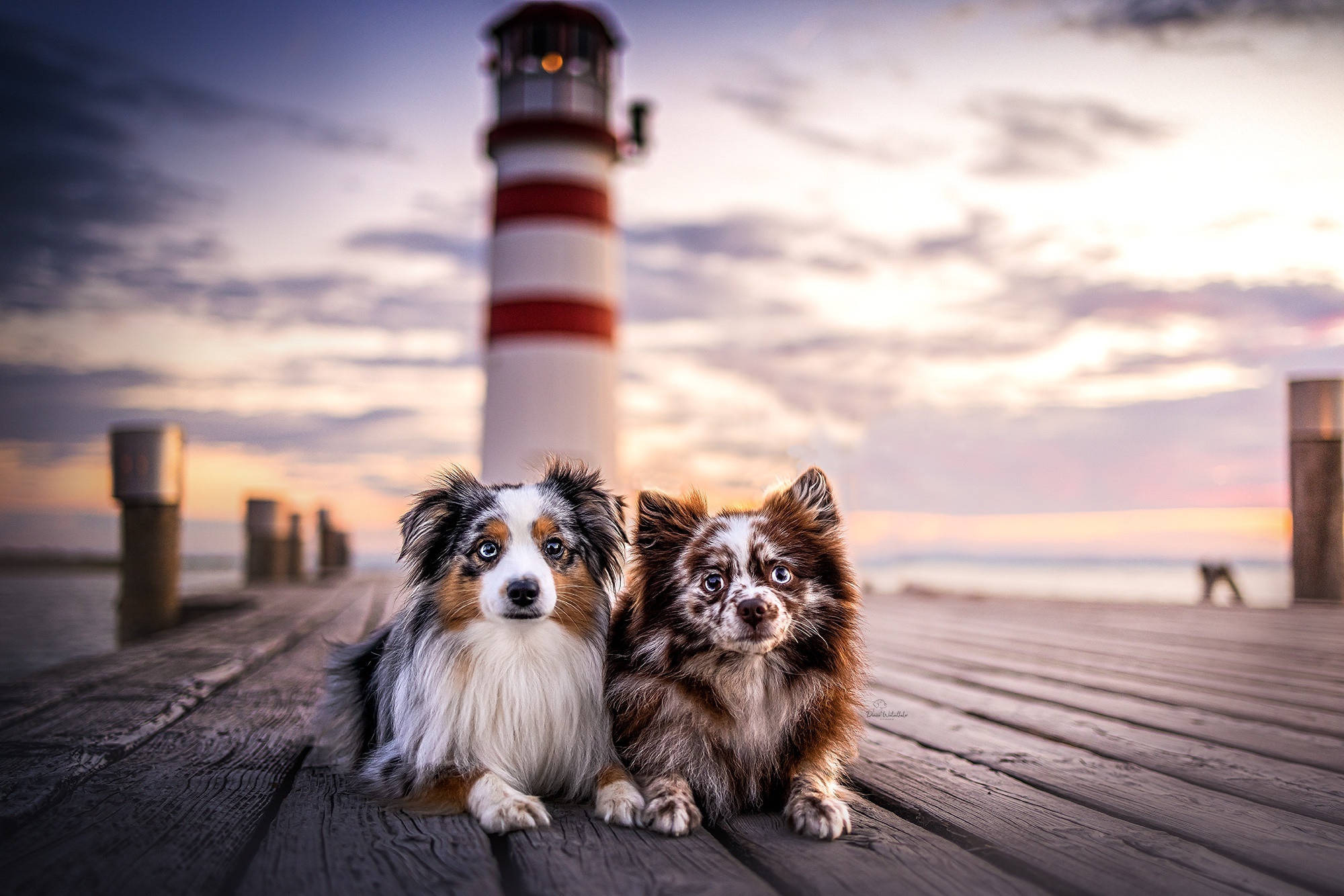Two dogs on a pier with a lighthouse HD Wallpaper