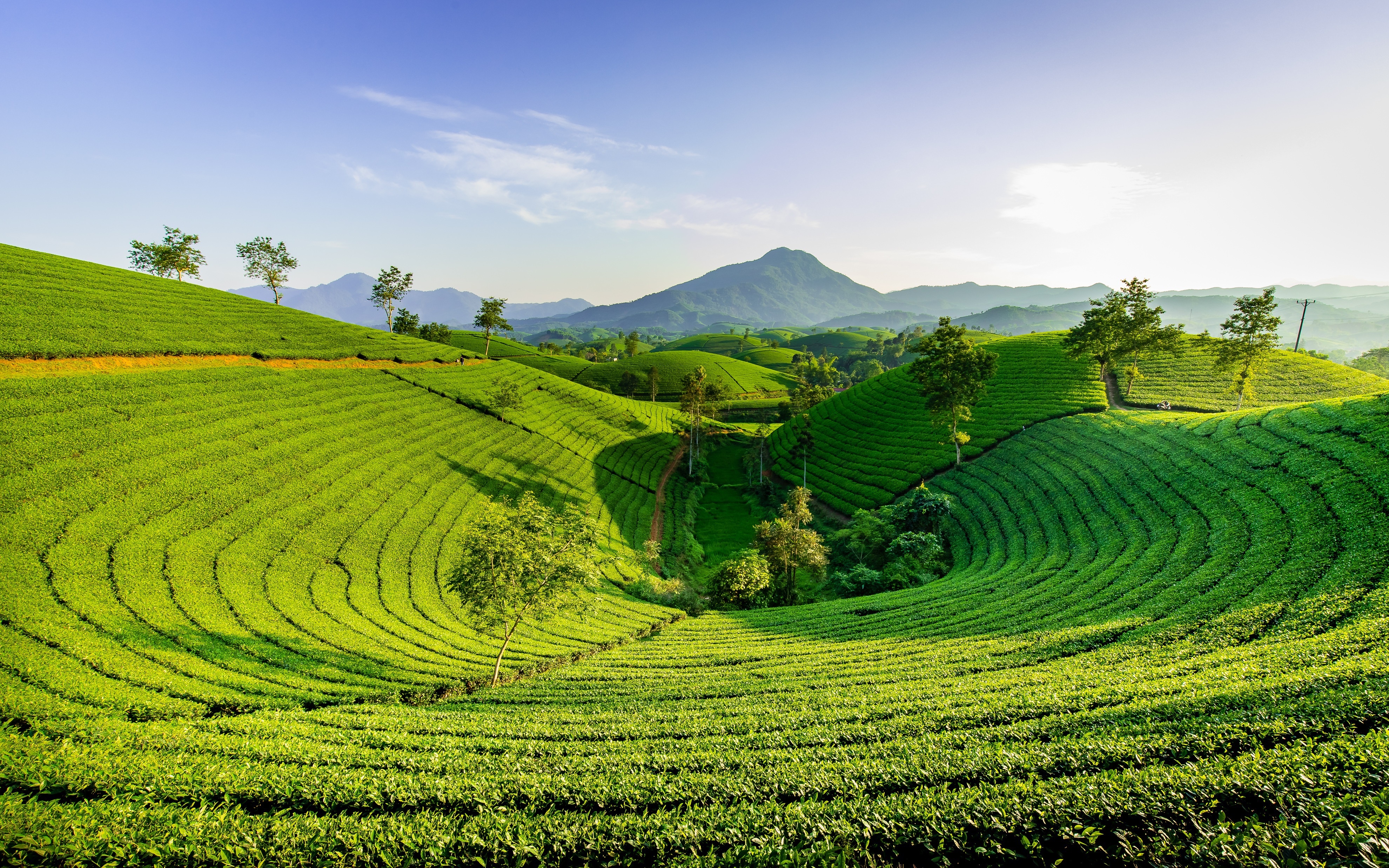 Rolling Green Tea Plantation Under Blue Sky HD Wallpaper