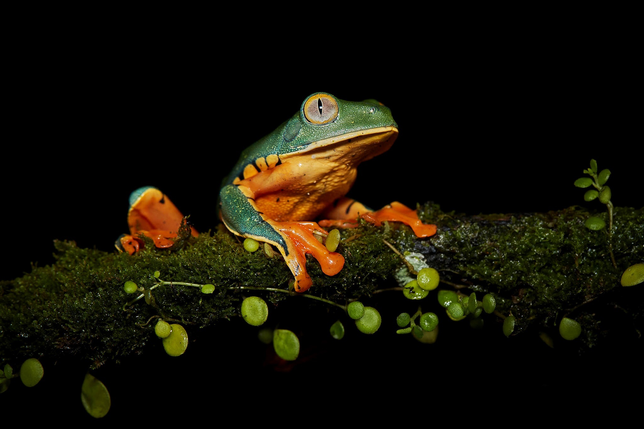 Two colorful frogs on a mossy branch HD Wallpaper