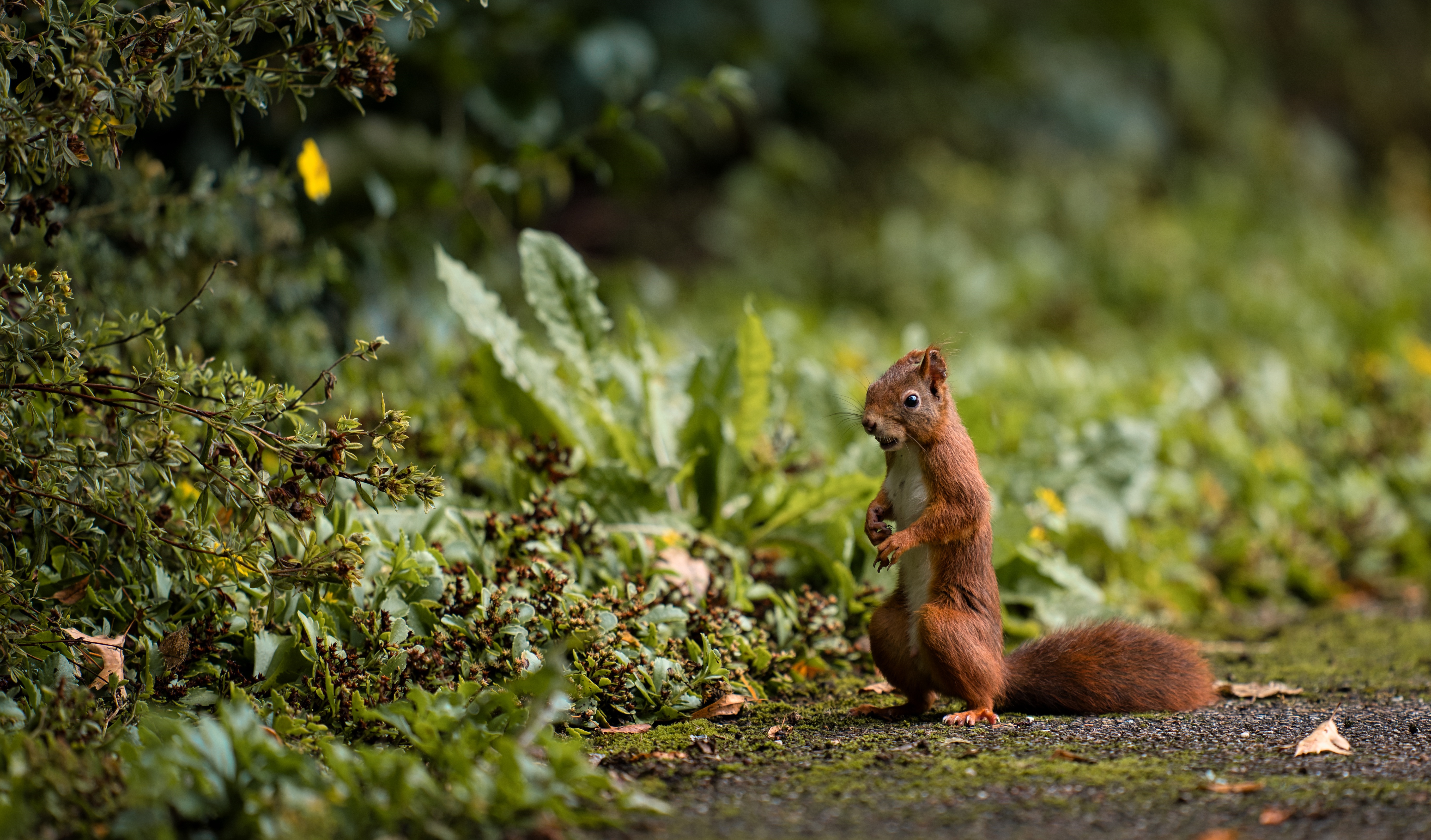 Red Squirrel holding a nut in a forest HD Wallpaper