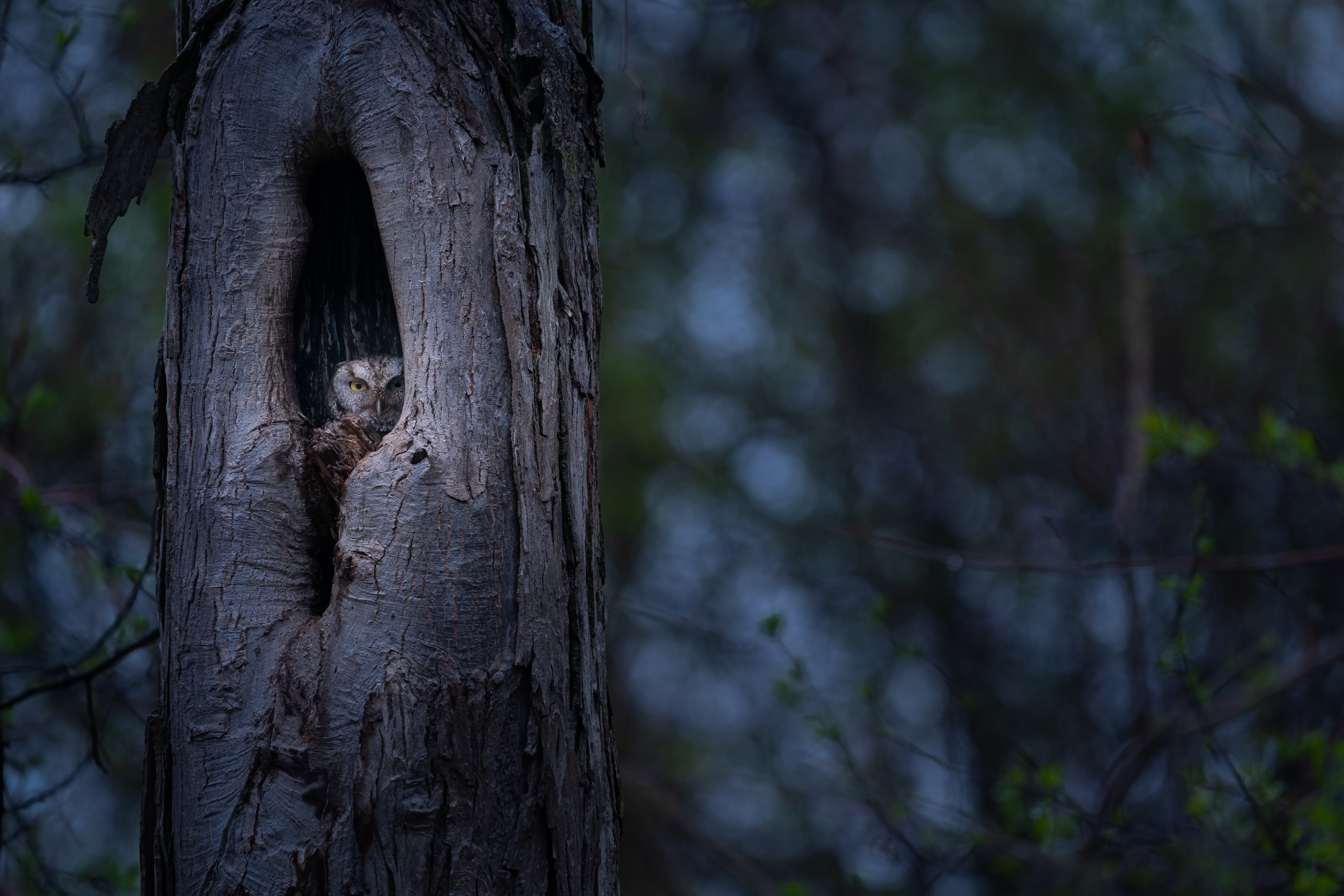 Owl in a tree hollow 4K HD Wallpaper