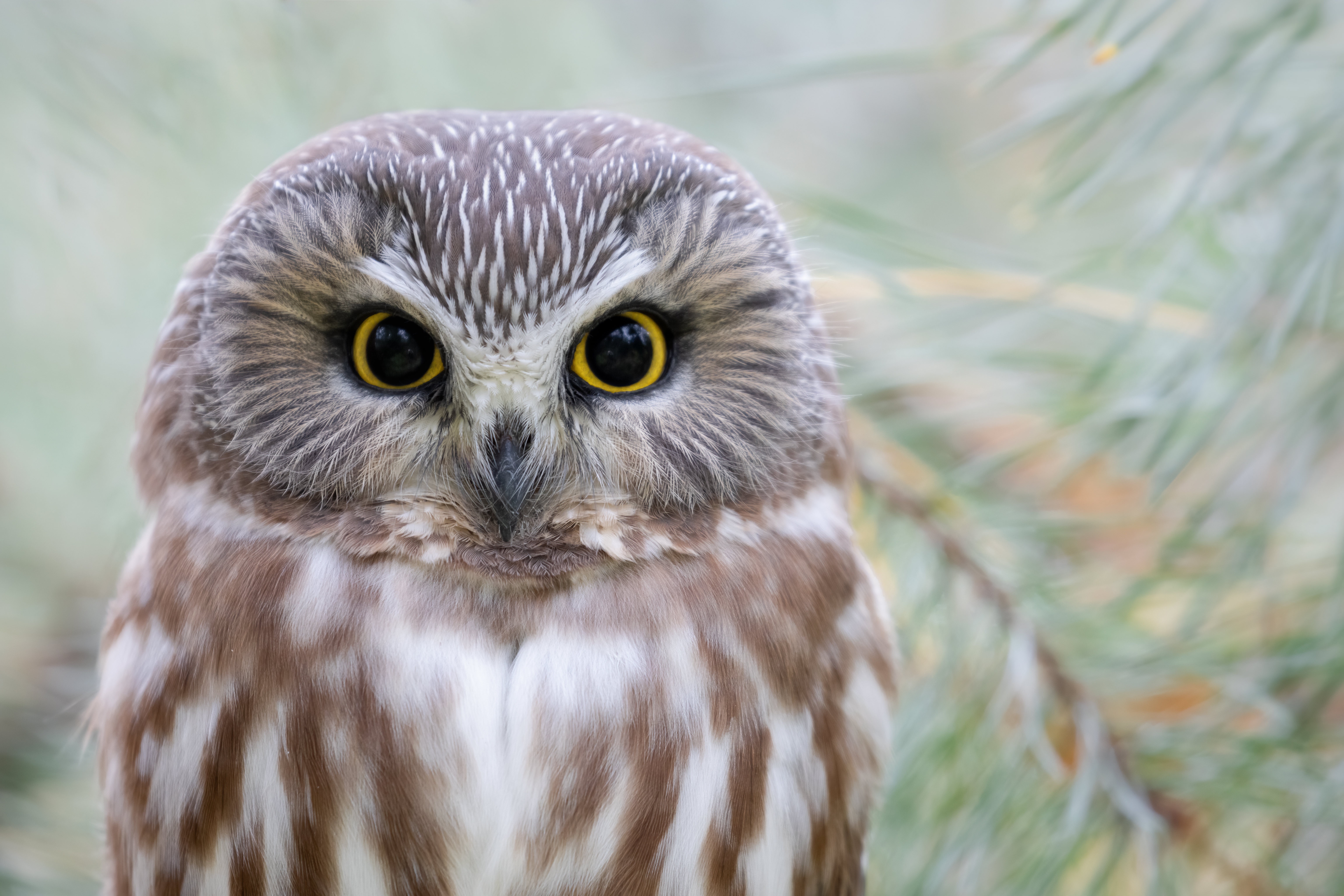 Northern Saw-whet Owl in 4K HD Wallpaper
