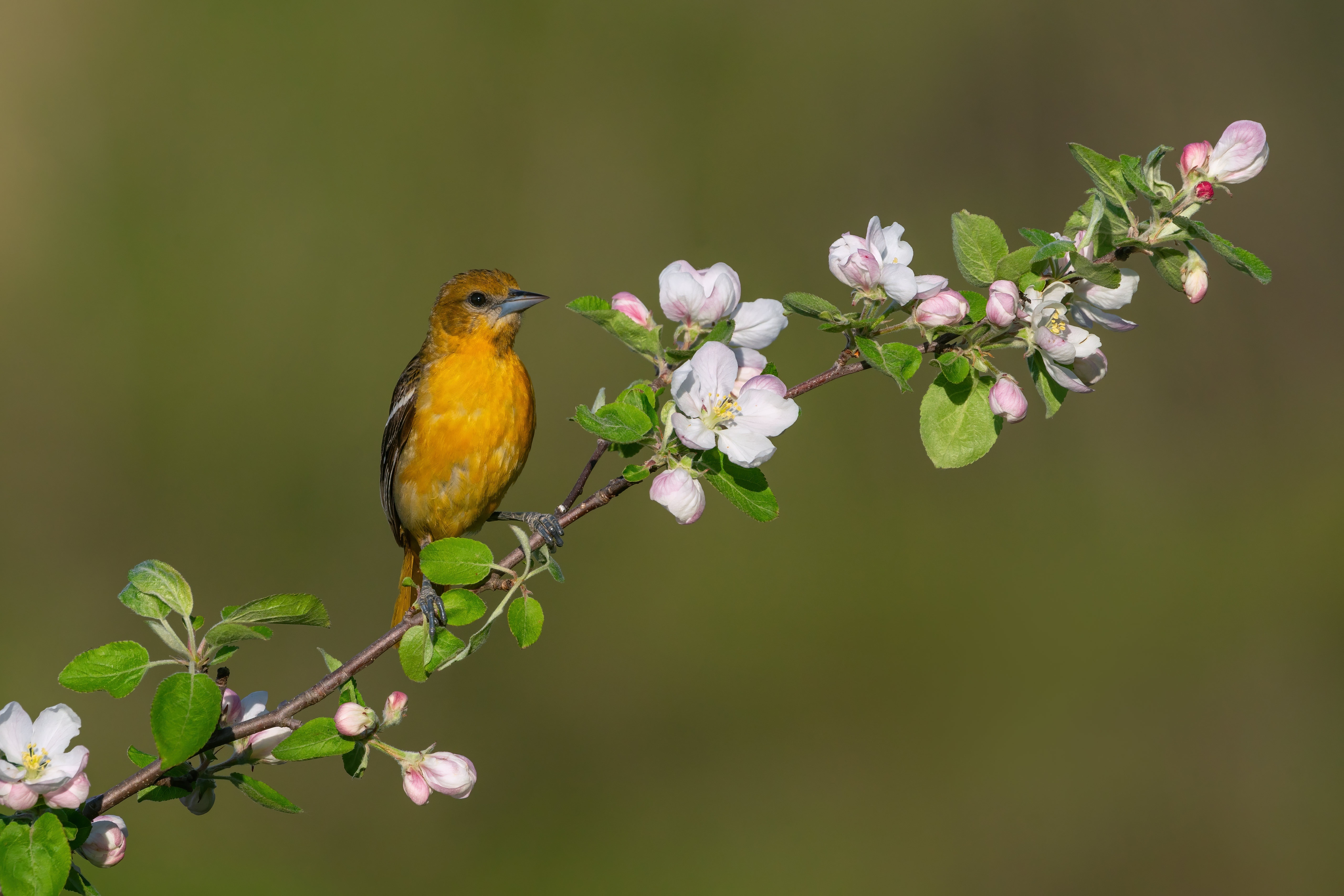Baltimore Oriole perched on a flowering branch HD Wallpaper