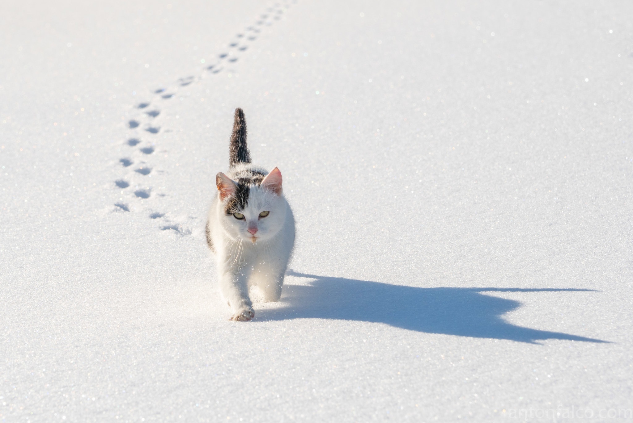Cat walking in the snow HD Wallpaper