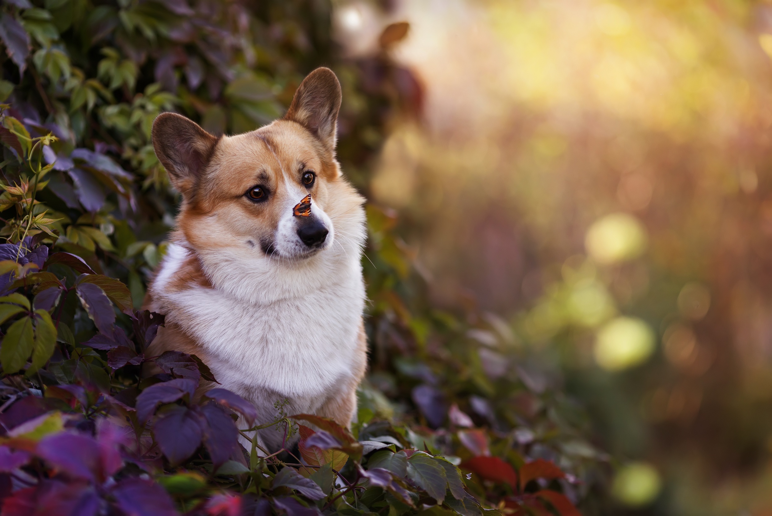 Corgi with a butterfly on its nose HD Wallpaper