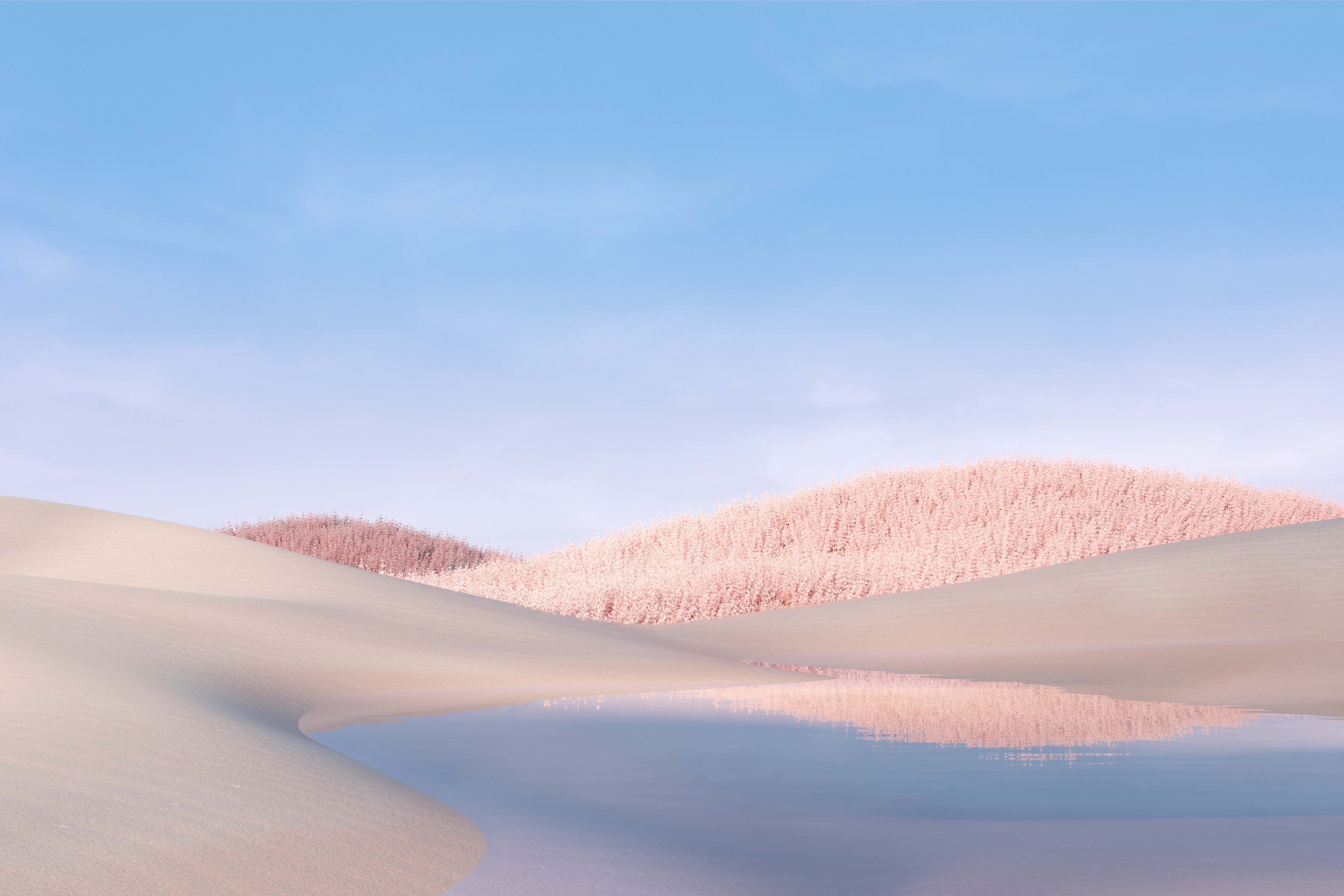 Lake and pink bushes on sand dunes HD Wallpaper