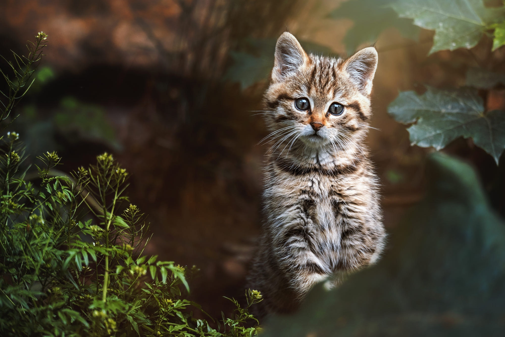 A baby wildcat kitten sits in foliage HD Wallpaper