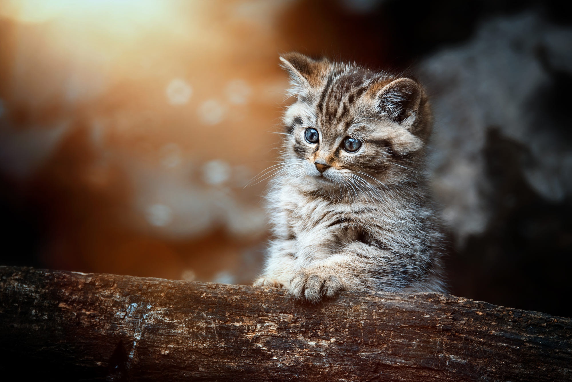 A tabby kitten sits on a log HD Wallpaper
