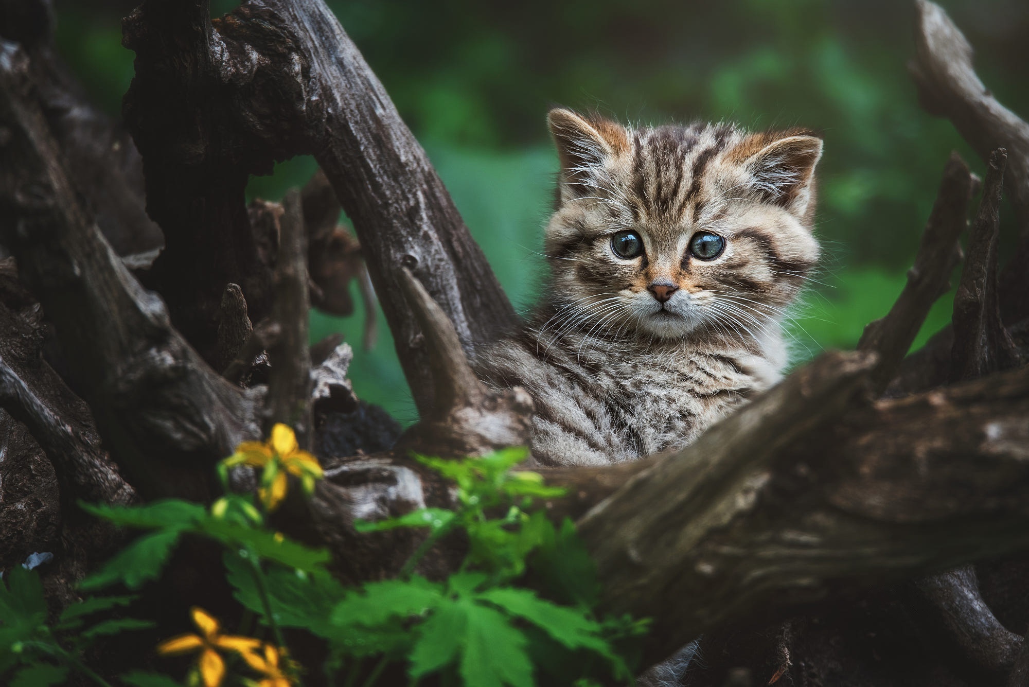 Baby wildcat kitten sitting on branches HD Wallpaper