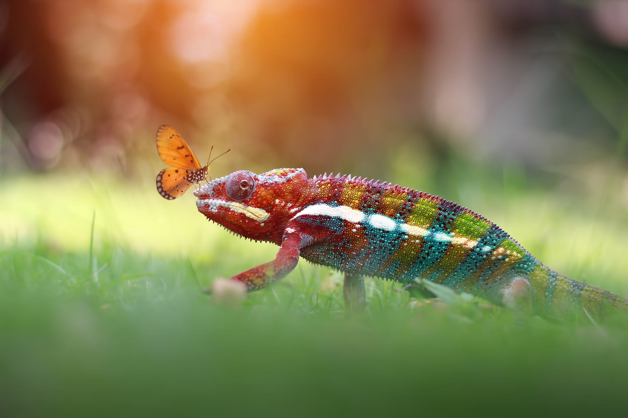 Chameleon and butterfly on grass HD Wallpaper